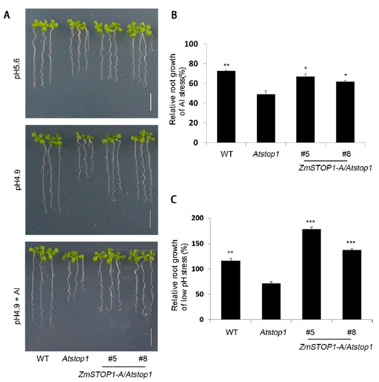 Overexpression of ZmSTOP1-A Enhances Aluminum Tolerance in