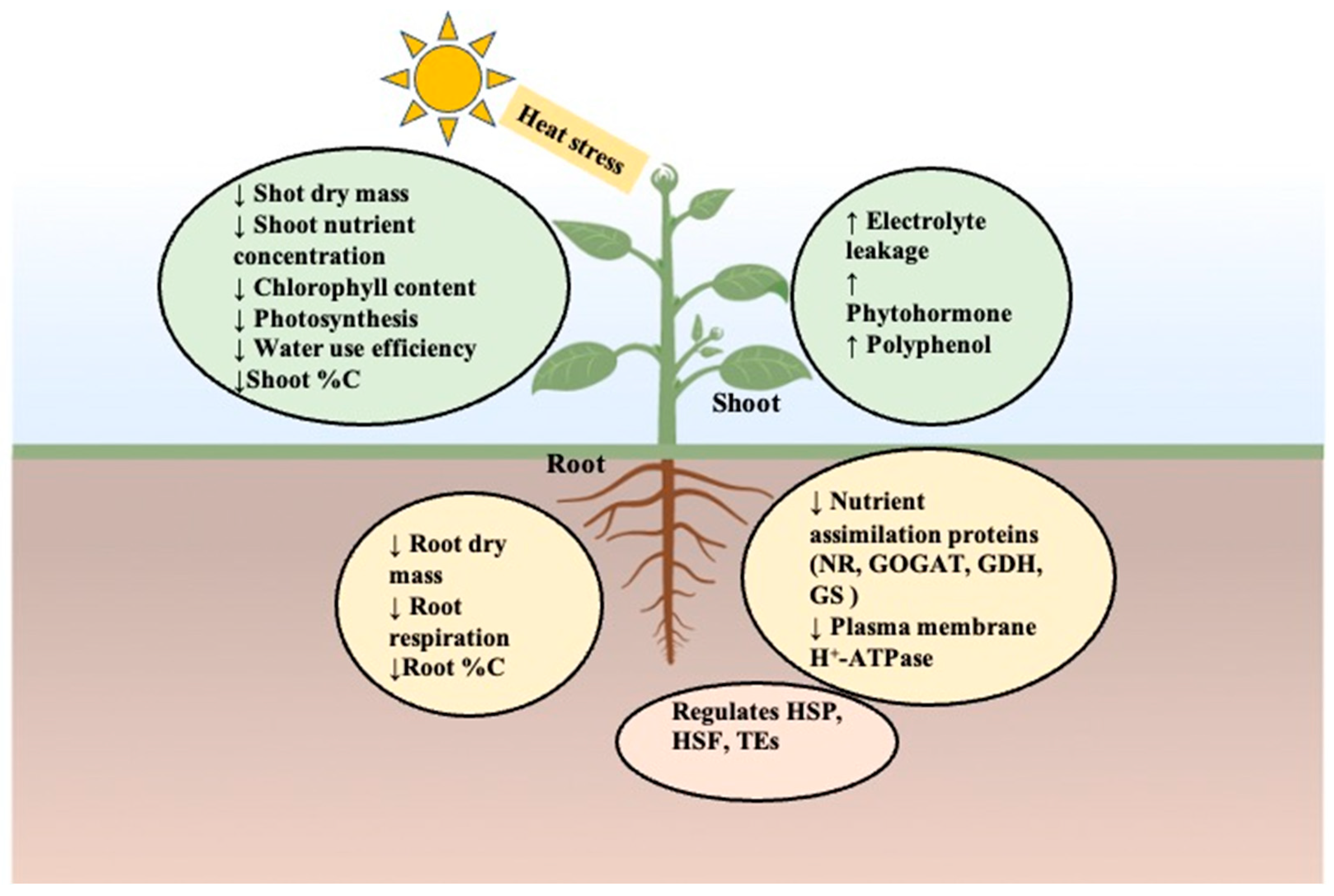 Ijms 24 15670 g001 Ijms 24 15670 g001