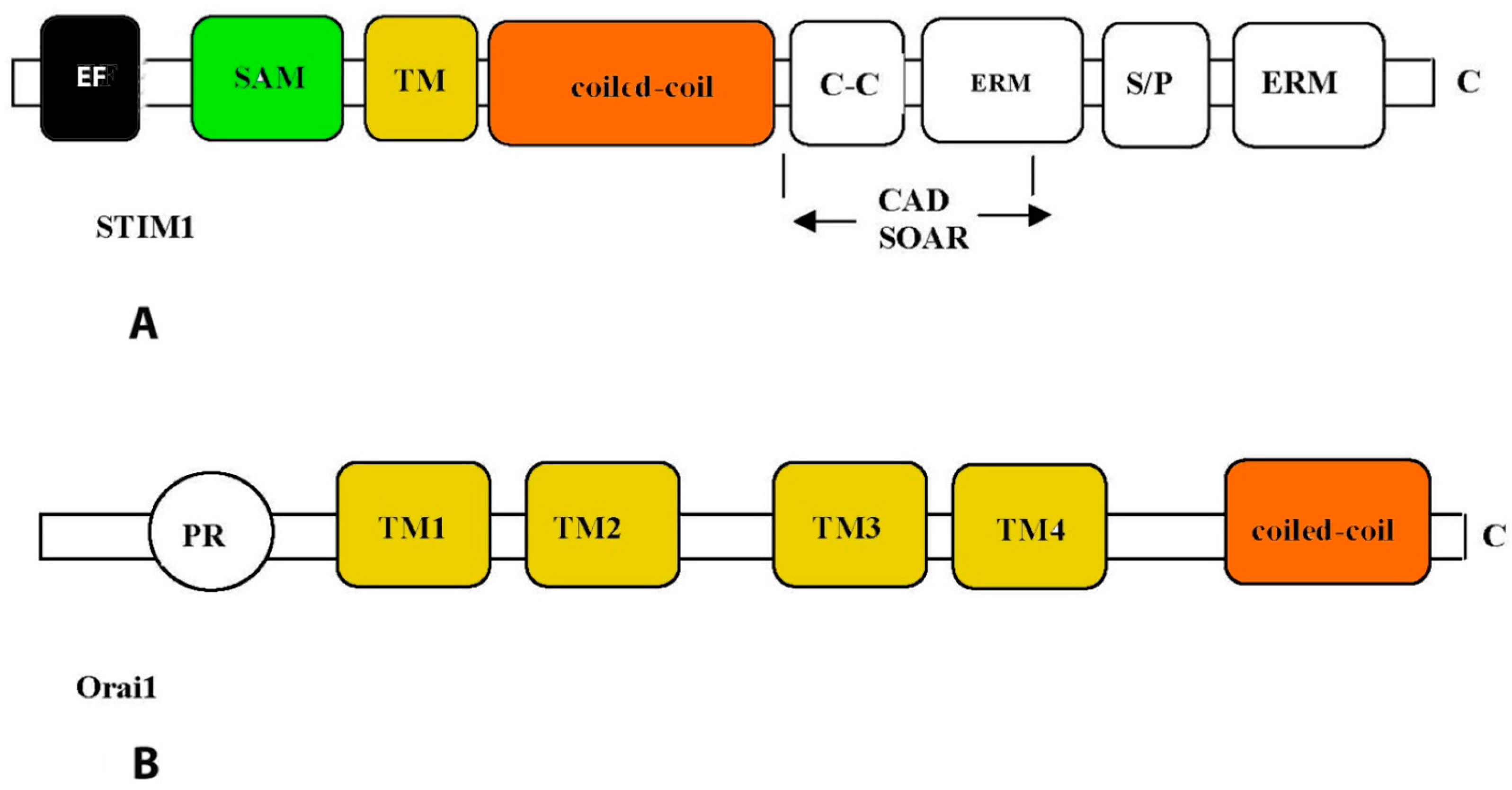 Ijms 24 15682 g004 Ijms 24 15682 g004