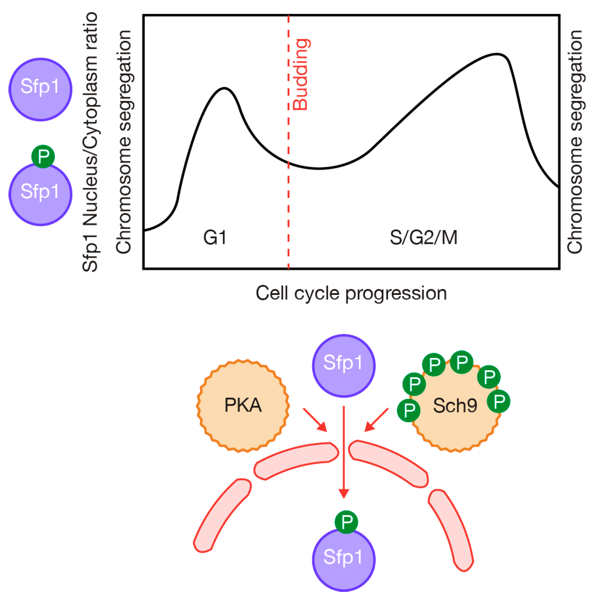 Ijms 24 15745 g003 Ijms 24 15745 g003