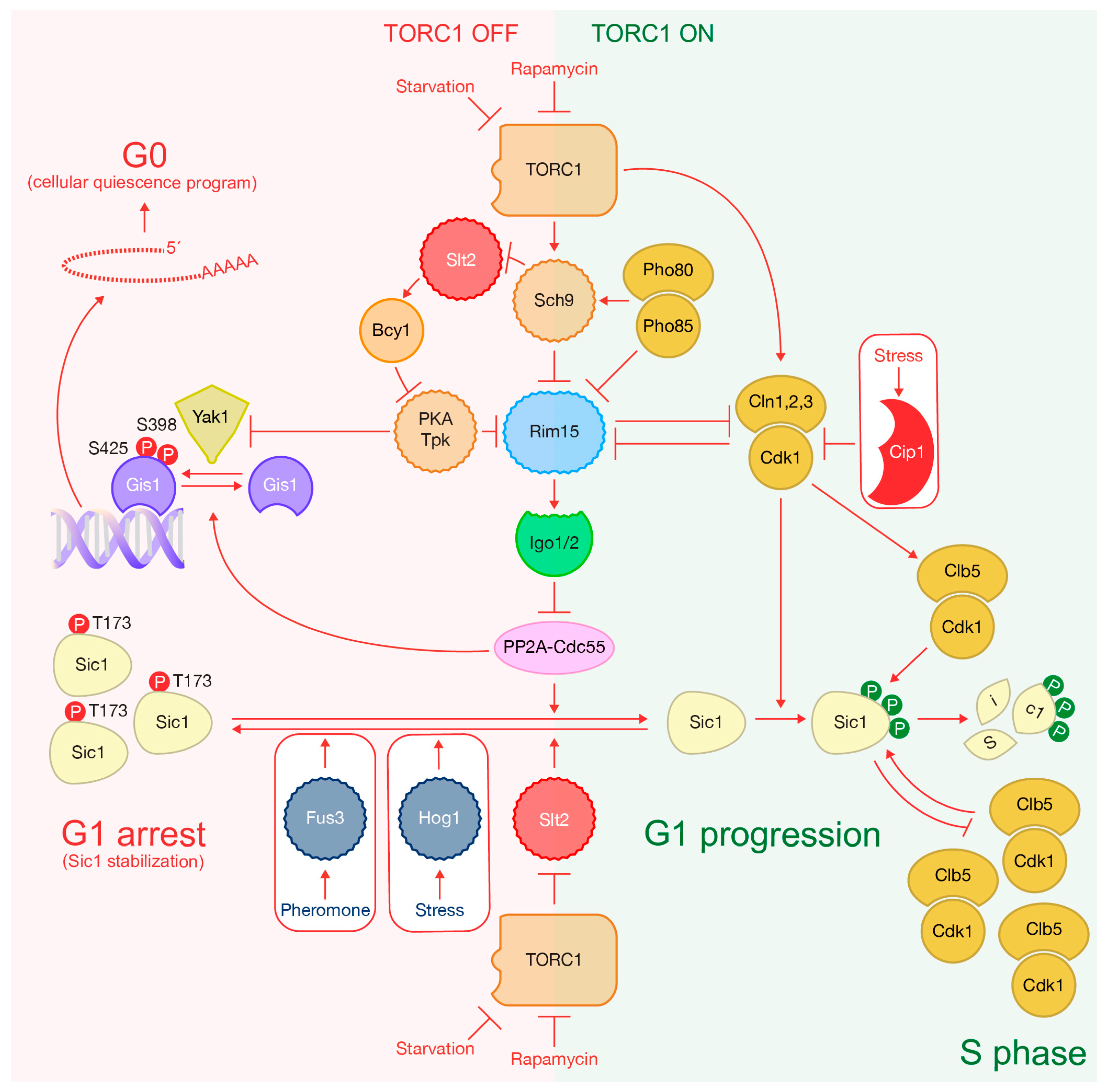 Ijms 24 15745 g006 Ijms 24 15745 g006
