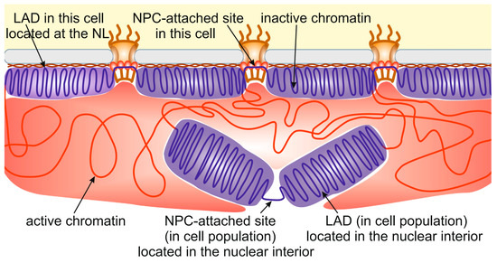Interactions of Chromatin with the Nuclear Lamina and Nuclear Pore ...