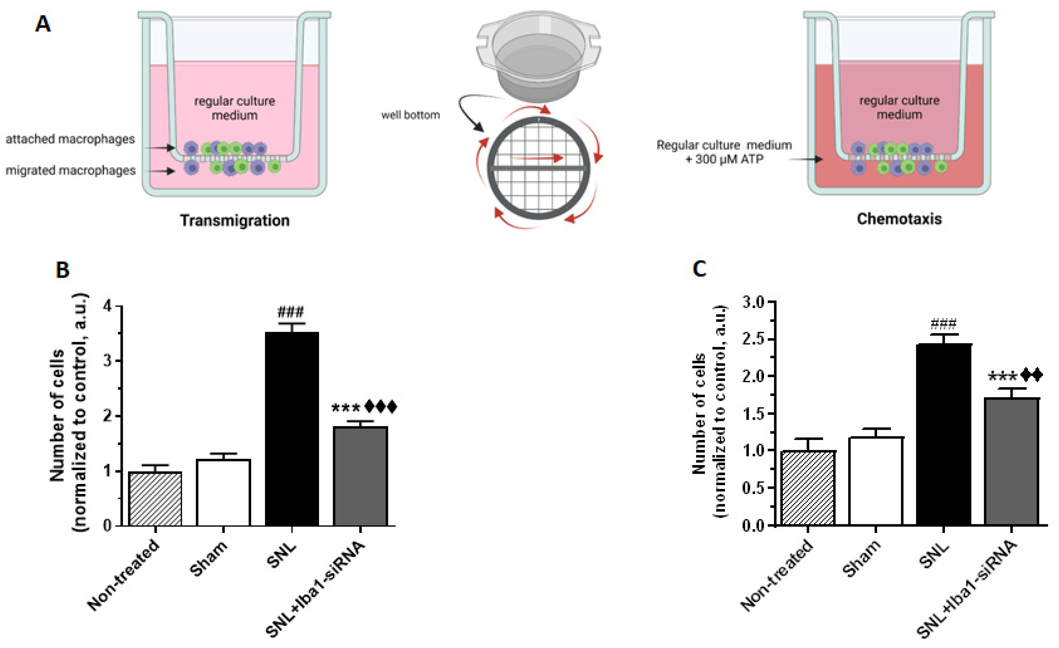 Ijms 24 15831 g009 Ijms 24 15831 g009