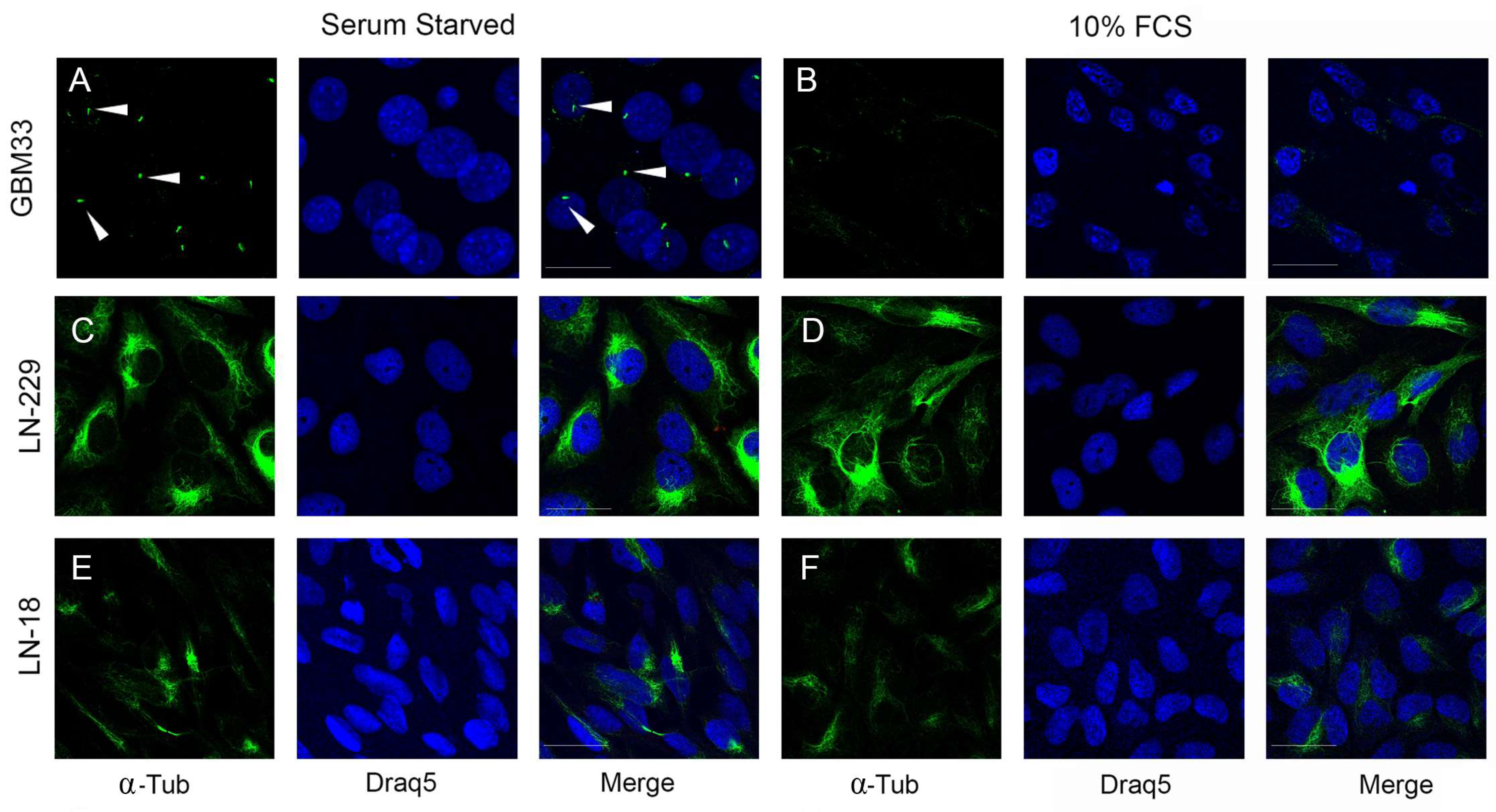 Ijms 24 15861 g004 Ijms 24 15861 g004
