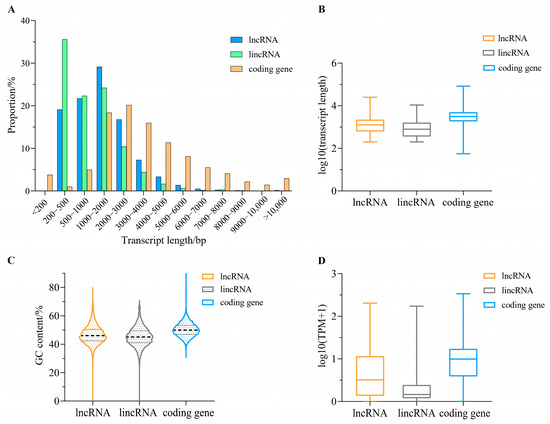 Genome-Wide Identification and Involvement in Response to Biotic
