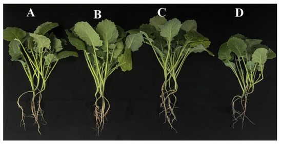 Bacillus amyloliquefaciens AK-12 Helps Rapeseed Establish a