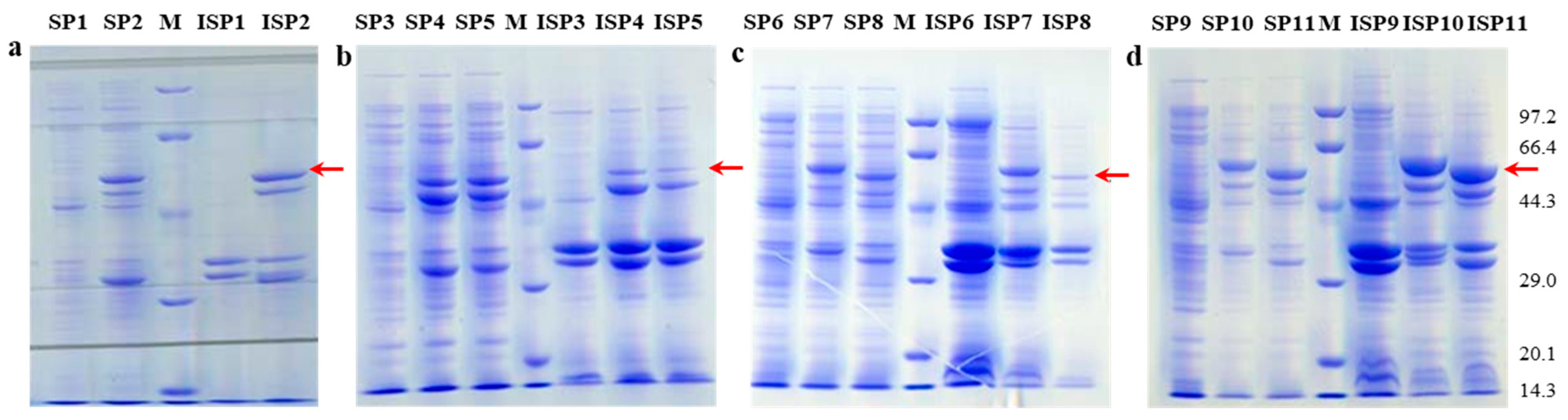 Ijms 24 15939 g002 Ijms 24 15939 g002