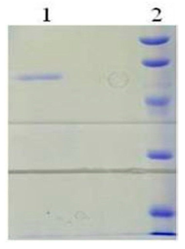 Ijms 24 15939 g004 Ijms 24 15939 g004