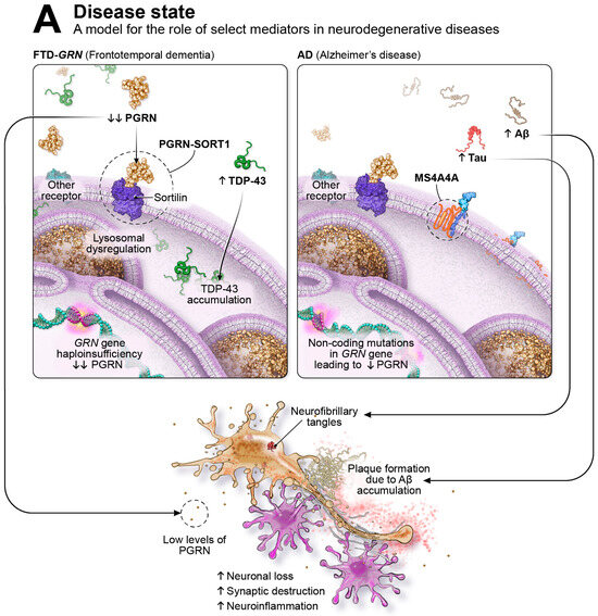 Targeting Progranulin as an Immuno-Neurology Therapeutic Approach