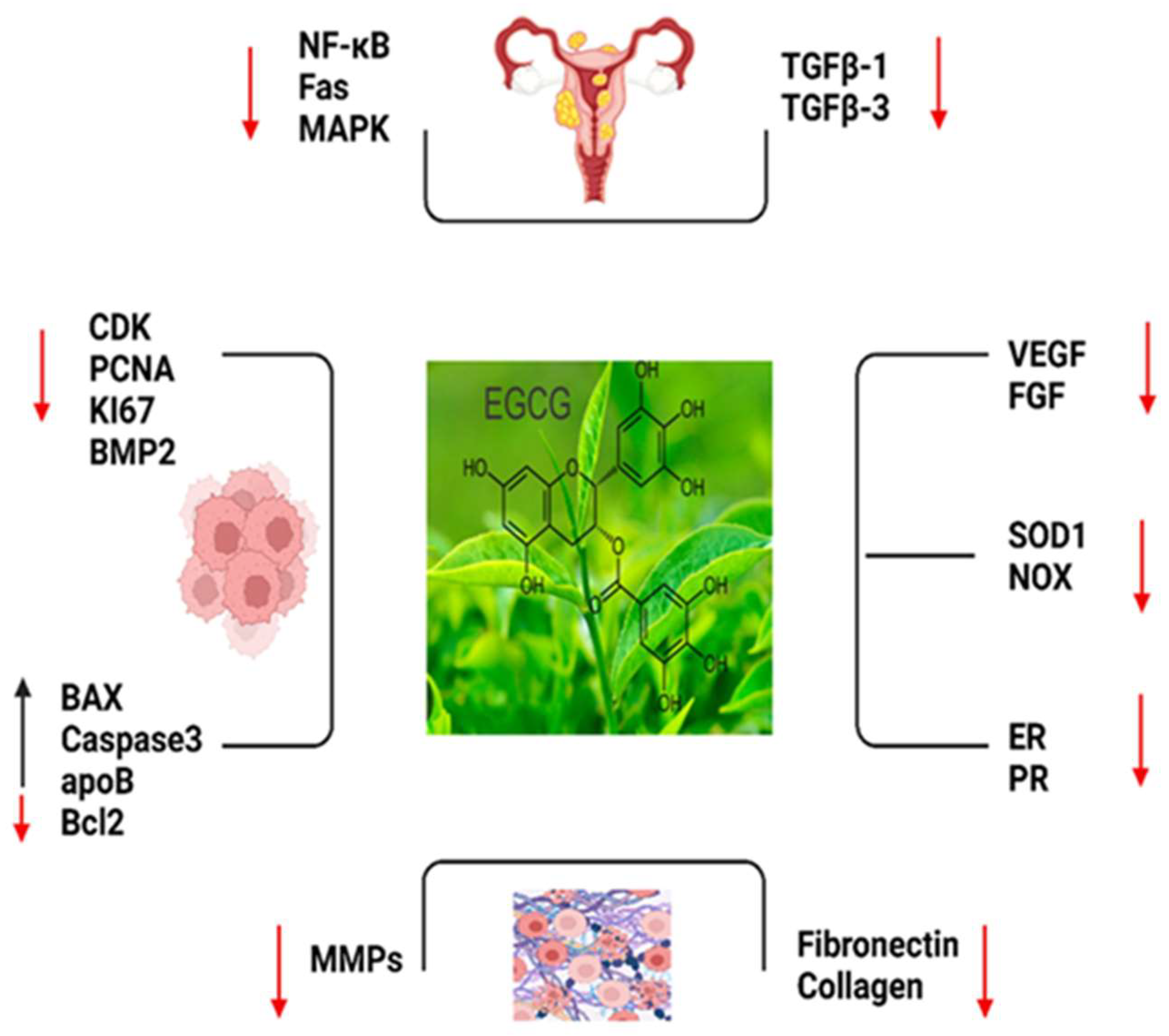 Ijms 24 15972 g002 Ijms 24 15972 g002