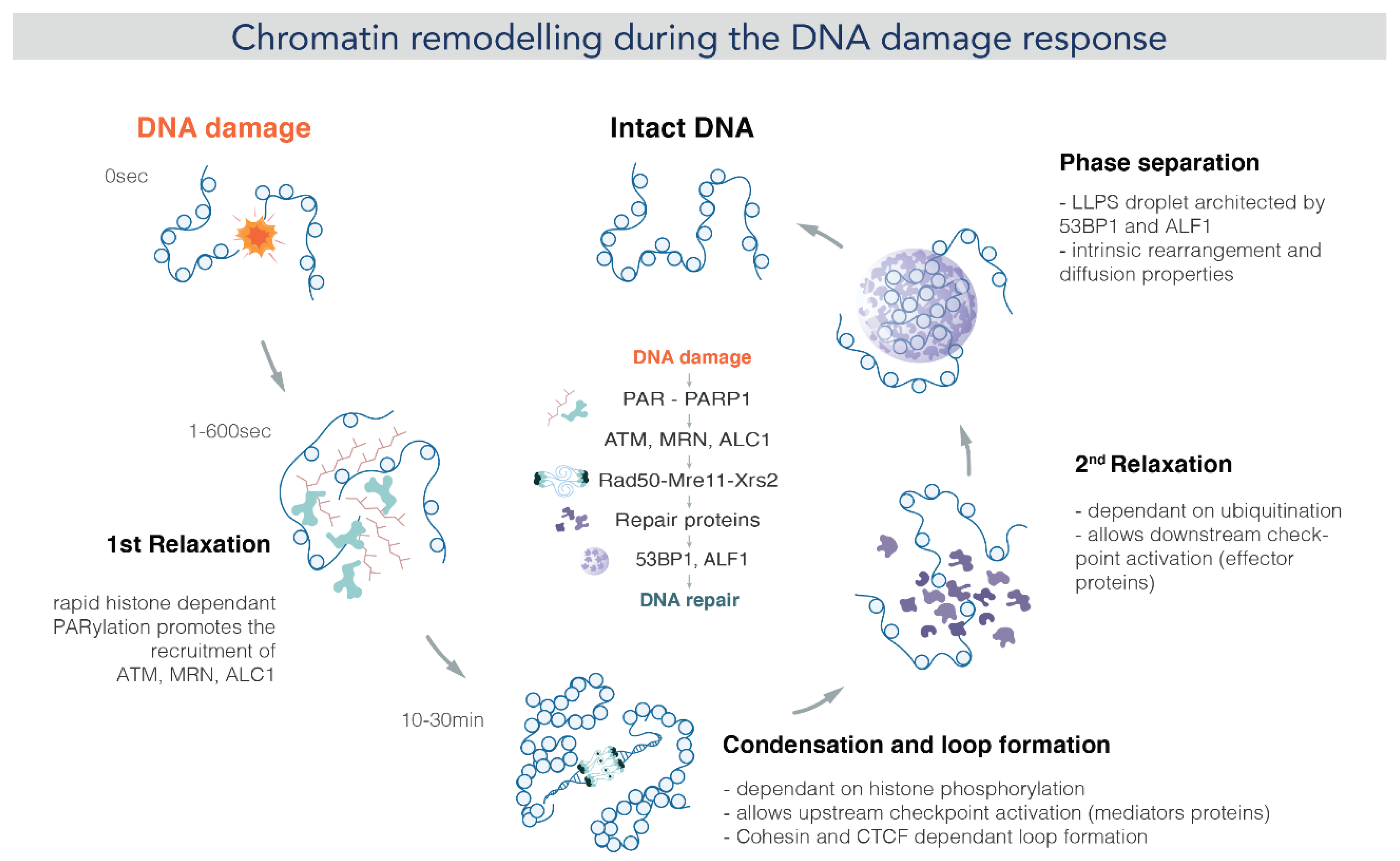 Ijms 24 15975 g003 Ijms 24 15975 g003
