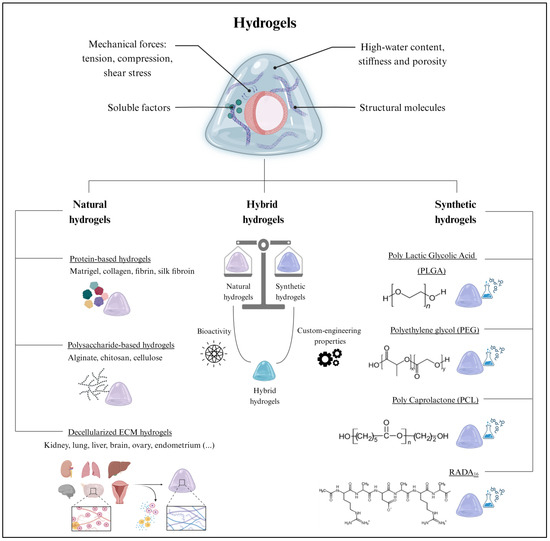 Addressing Key Questions in Organoid Models: Who, Where, How