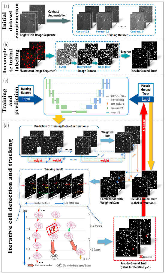 A Weakly Supervised Learning Method for Cell Detection and Tracking ...