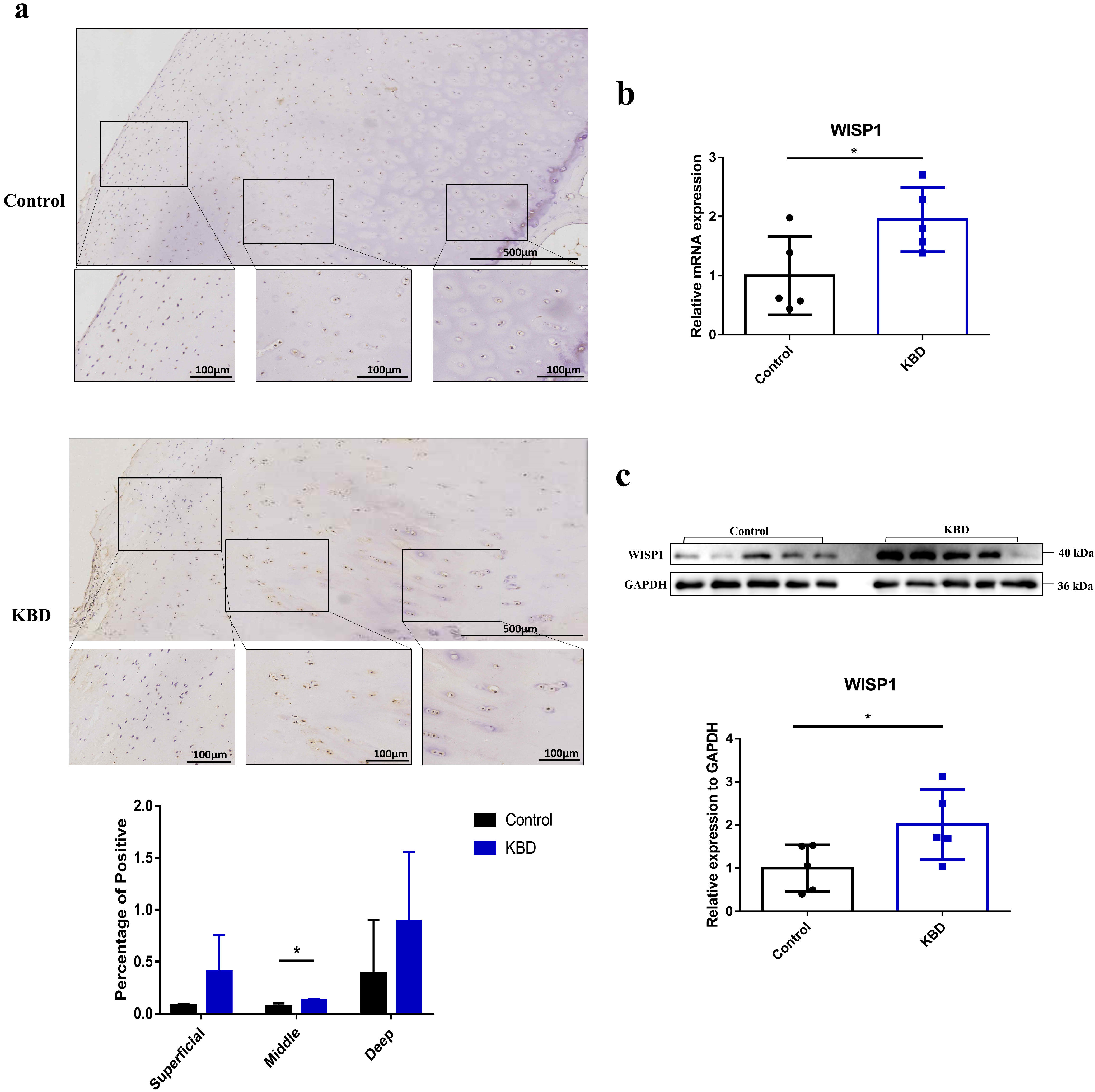 Ijms 24 16037 g001 Ijms 24 16037 g001