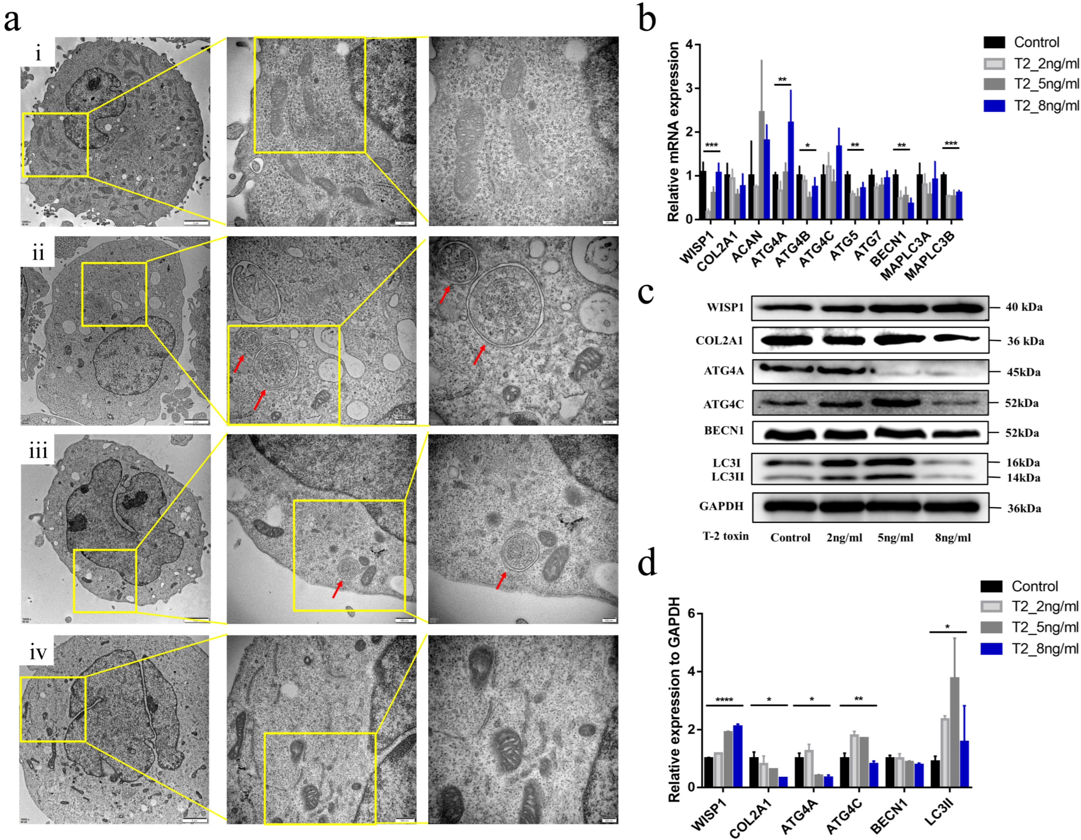 Ijms 24 16037 g003 Ijms 24 16037 g003