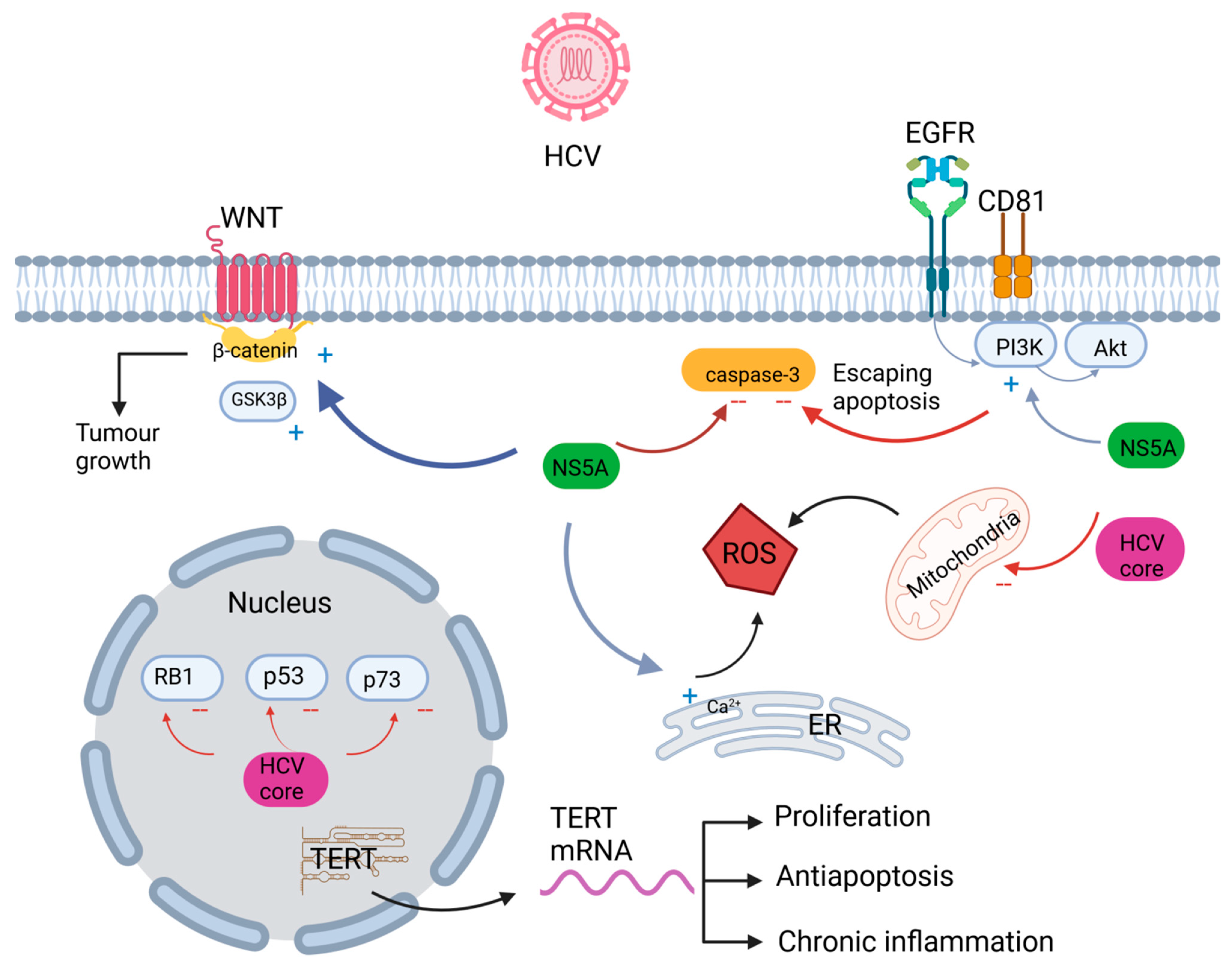 Ijms 24 16048 g001 Ijms 24 16048 g001