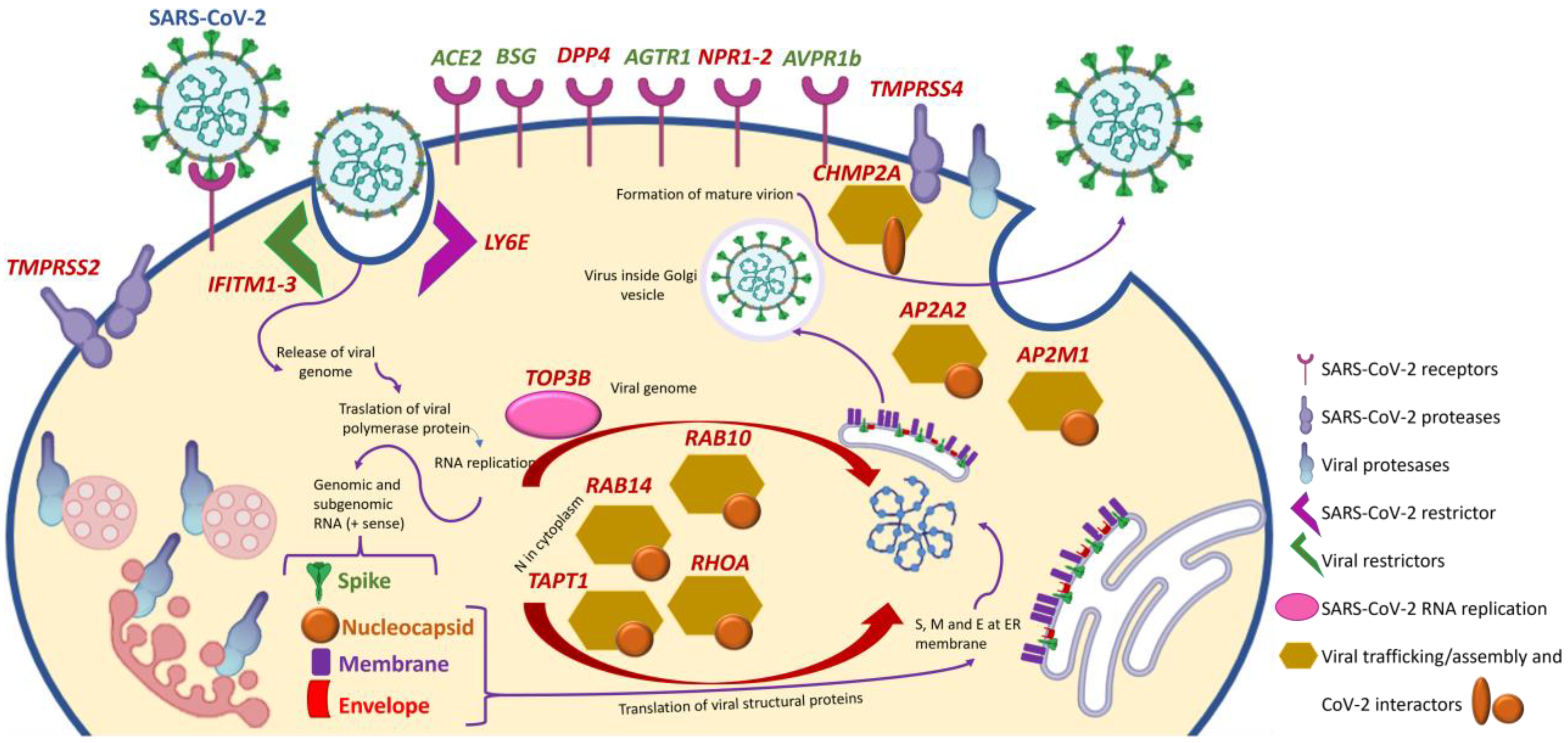 Ijms 24 16078 g004 Ijms 24 16078 g004