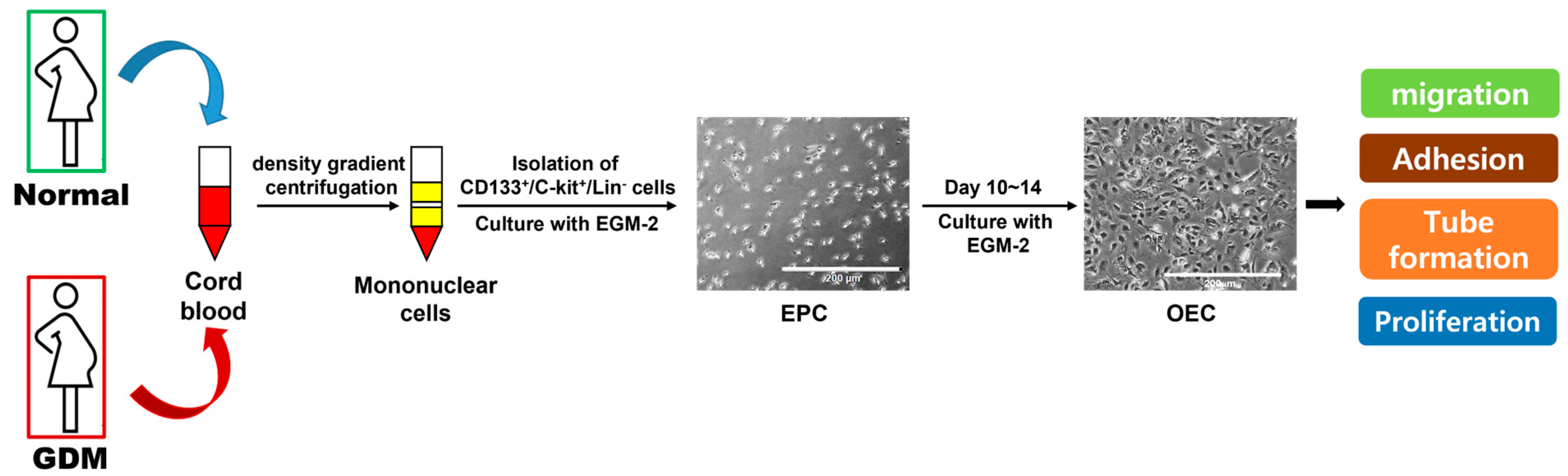 Ijms 24 16082 g0a1 Ijms 24 16082 g0a1