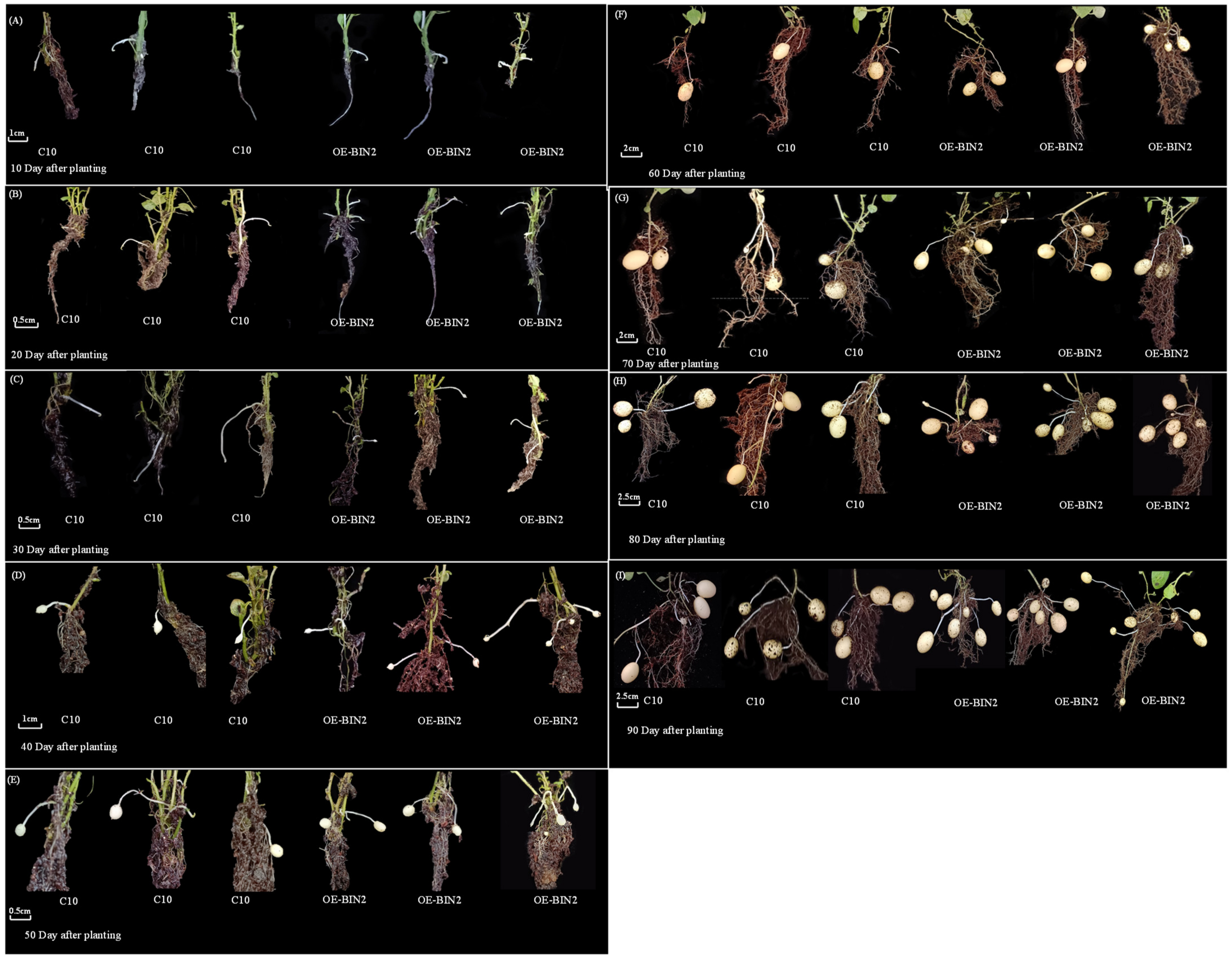 Ijms 24 16087 g003 Ijms 24 16087 g003