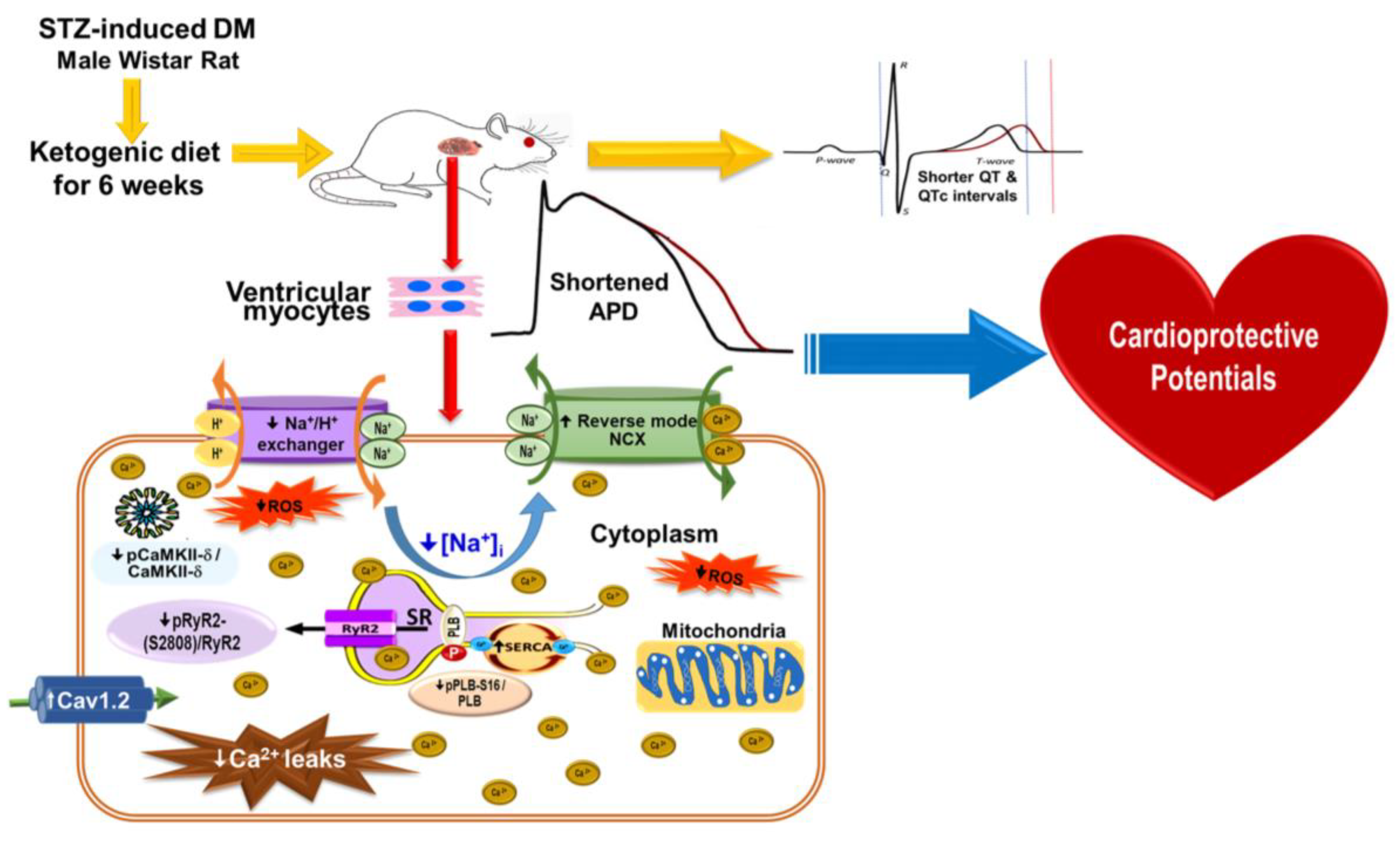 Ijms 24 16142 g008 Ijms 24 16142 g008