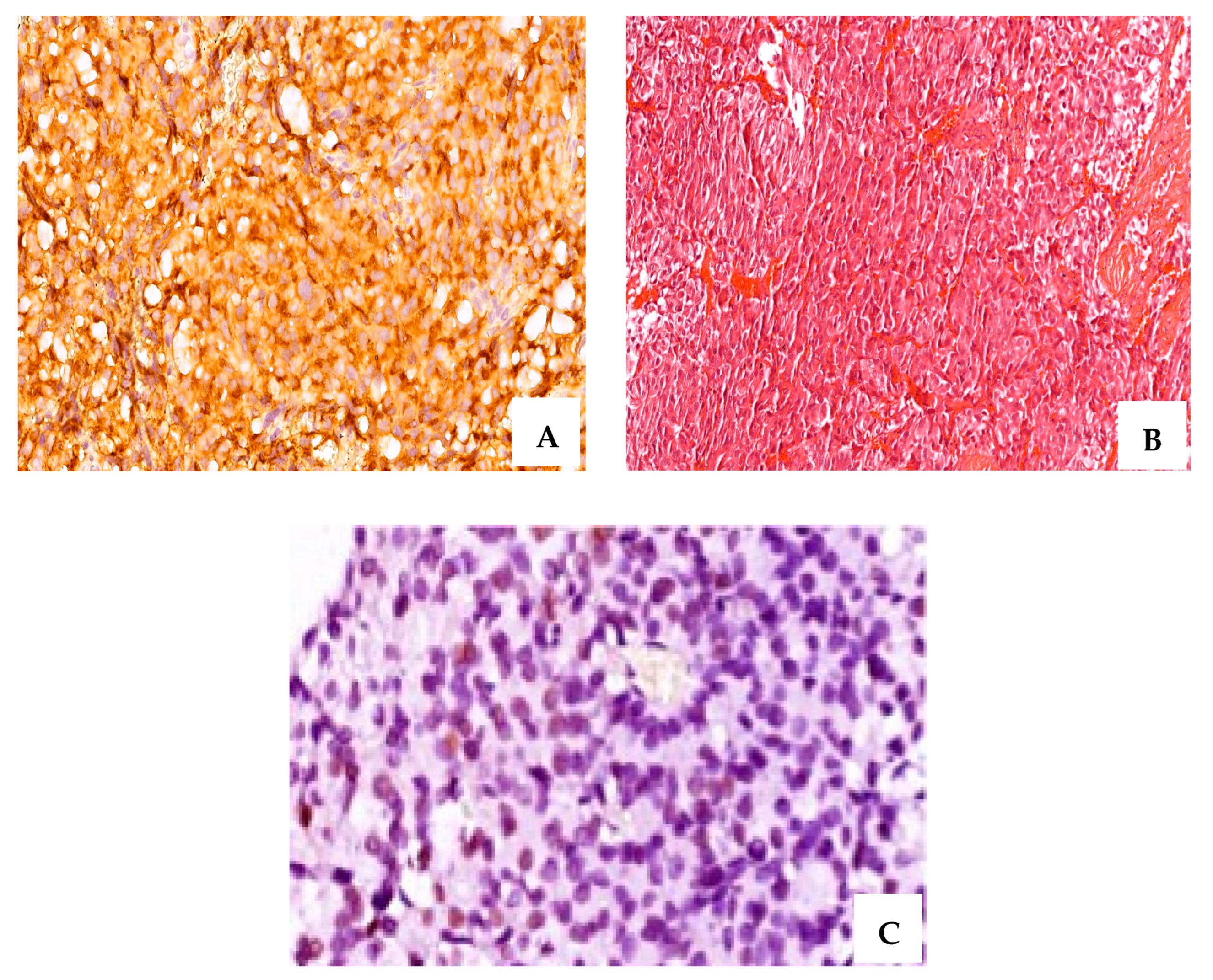 Ijms 24 16162 g002a Ijms 24 16162 g002a