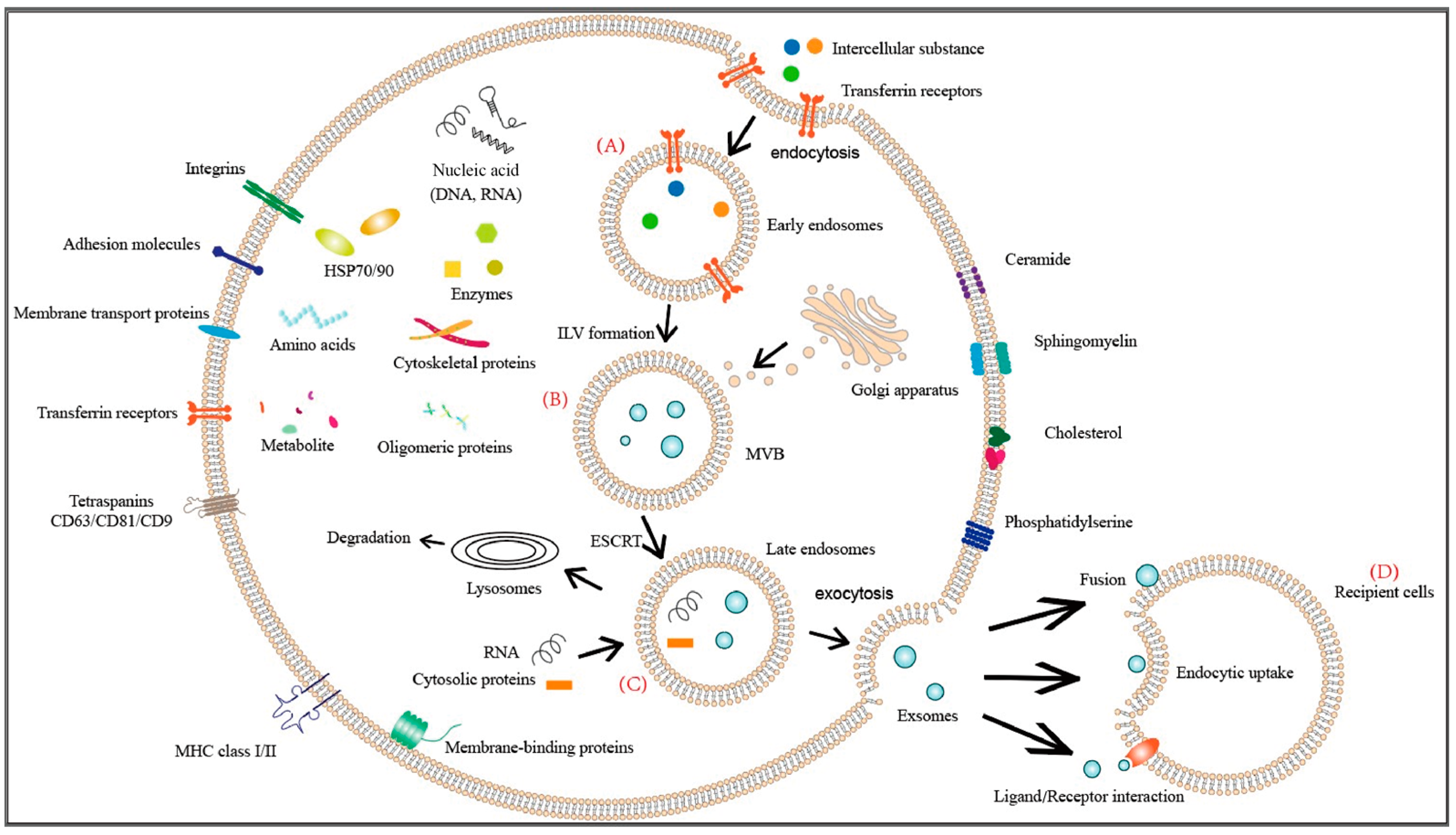 Frontiers  The interplay between prolactin and cardiovascular disease