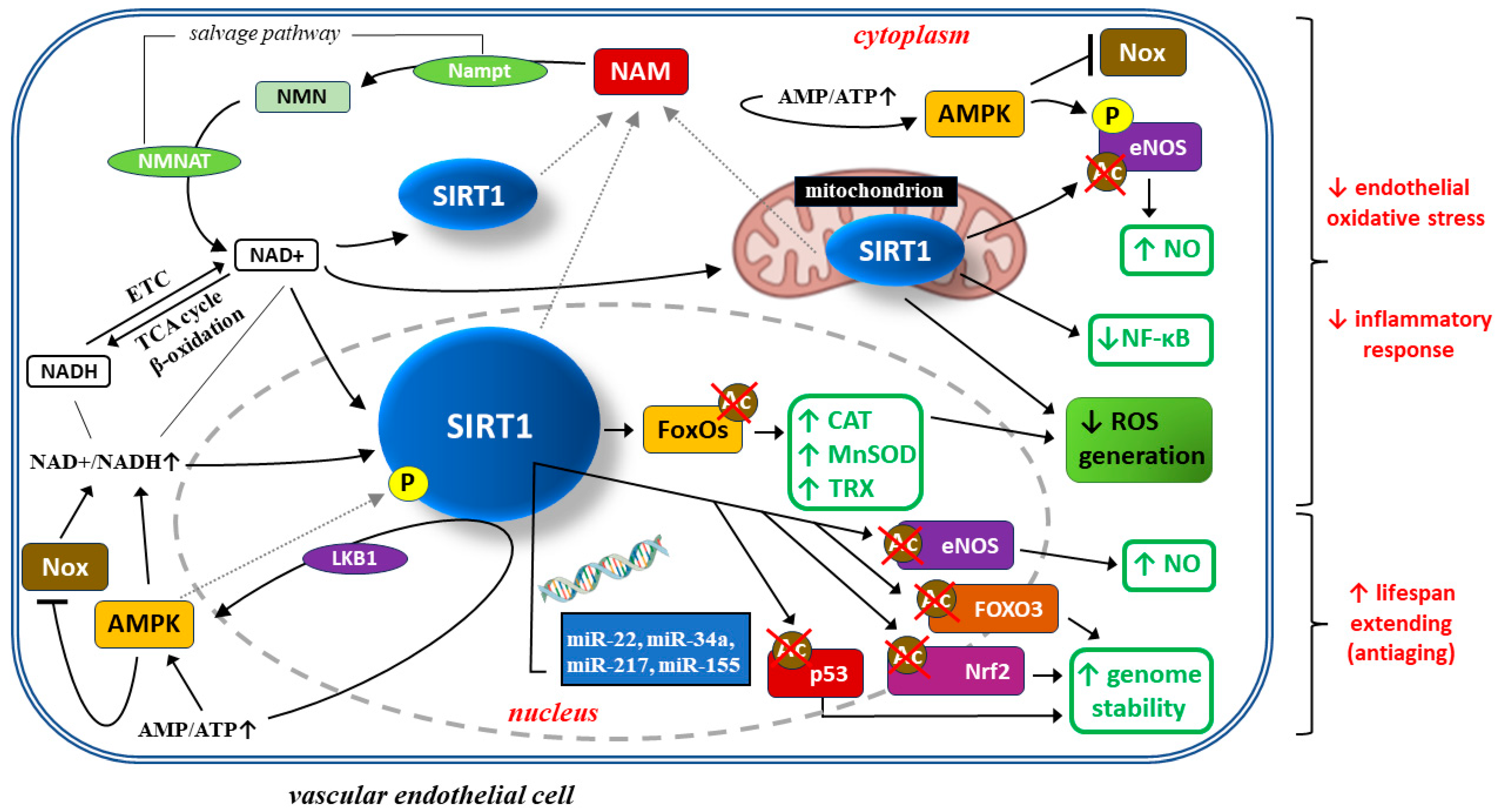 Ijms 24 16210 g002 Ijms 24 16210 g002