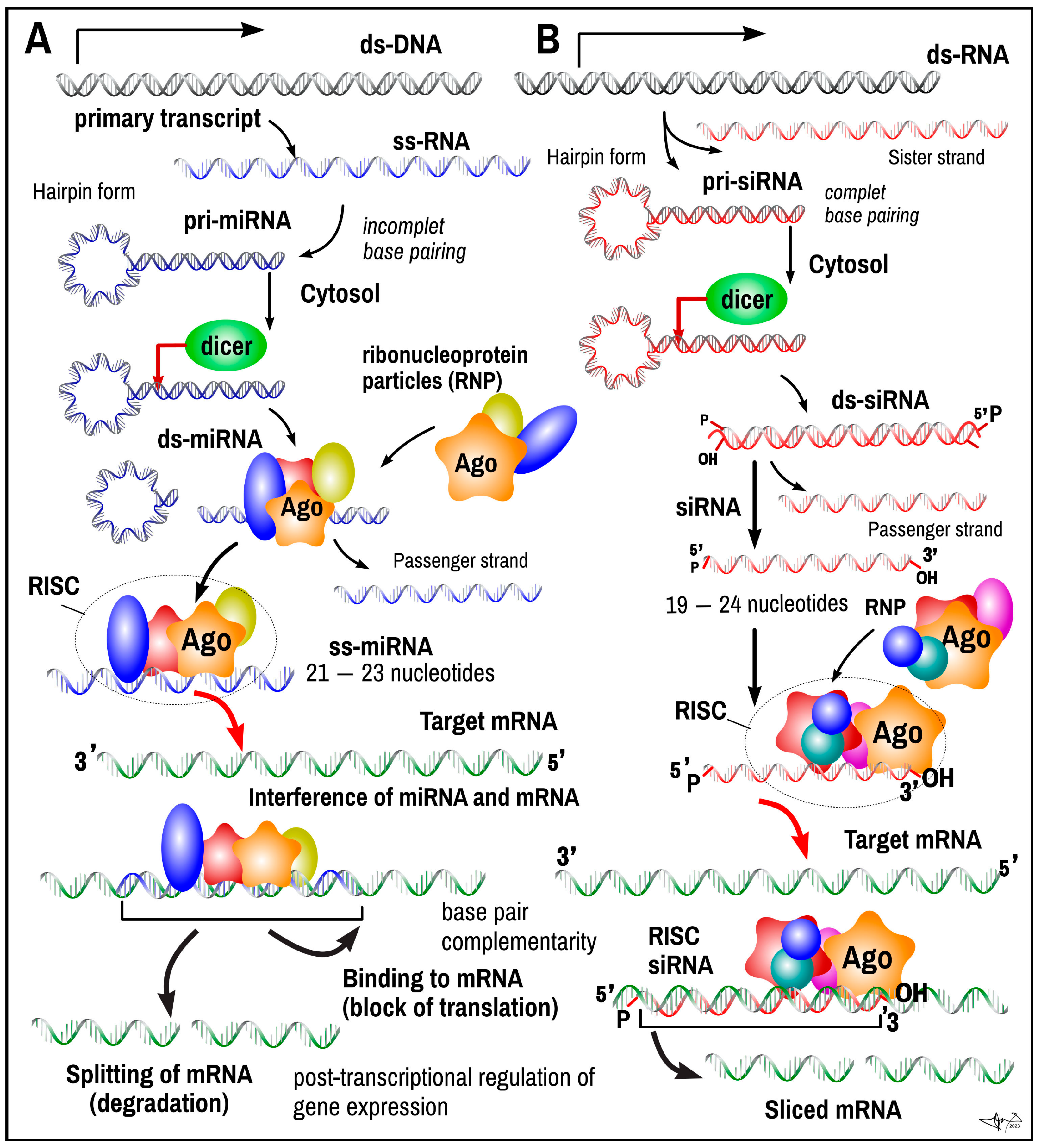 ノンコーディングRNA: RNA分子の全体像を俯瞰する (DOJIN BIOSCIENCE SERIES) (DOJIN BIOSCIENCE SERIES 25) ノンコーディングRNA: RNA分子の全体像を俯瞰する (DOJIN
