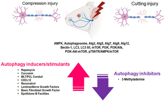 Induction of Autophagy and Its Role in Peripheral Nerve Regeneration ...