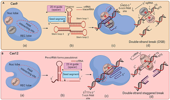 CRISPR Variants for Gene Editing in Plants: Biosafety Risks and Future ...