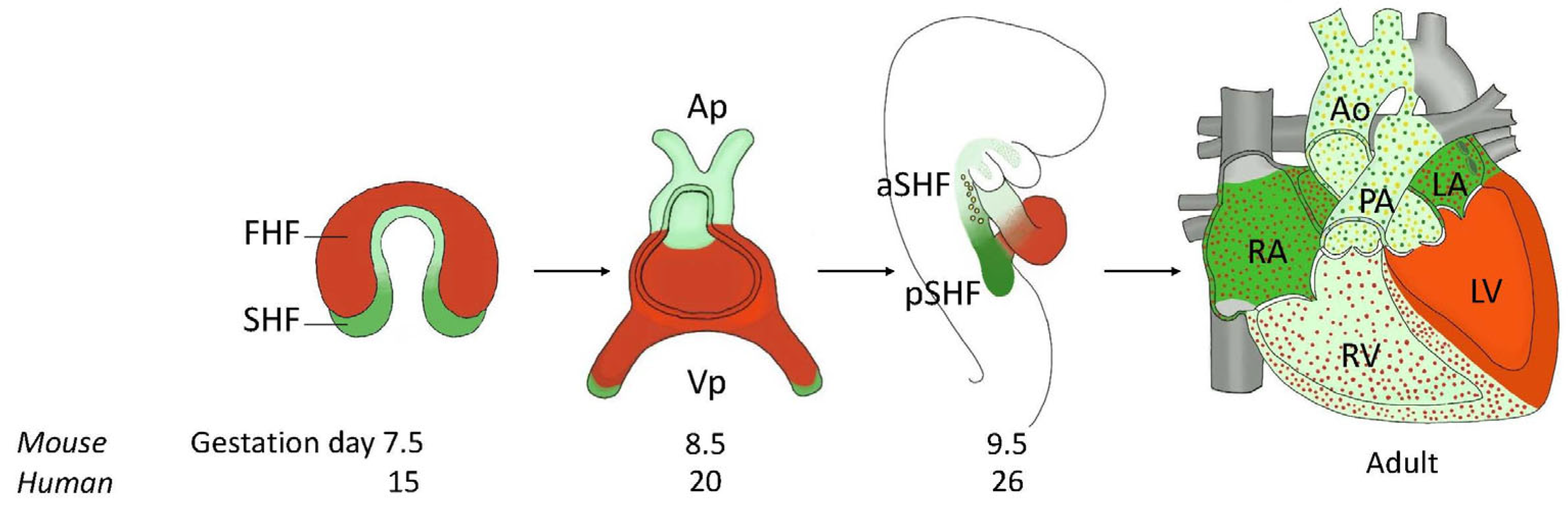 Ijms 24 16258 g002 Ijms 24 16258 g002
