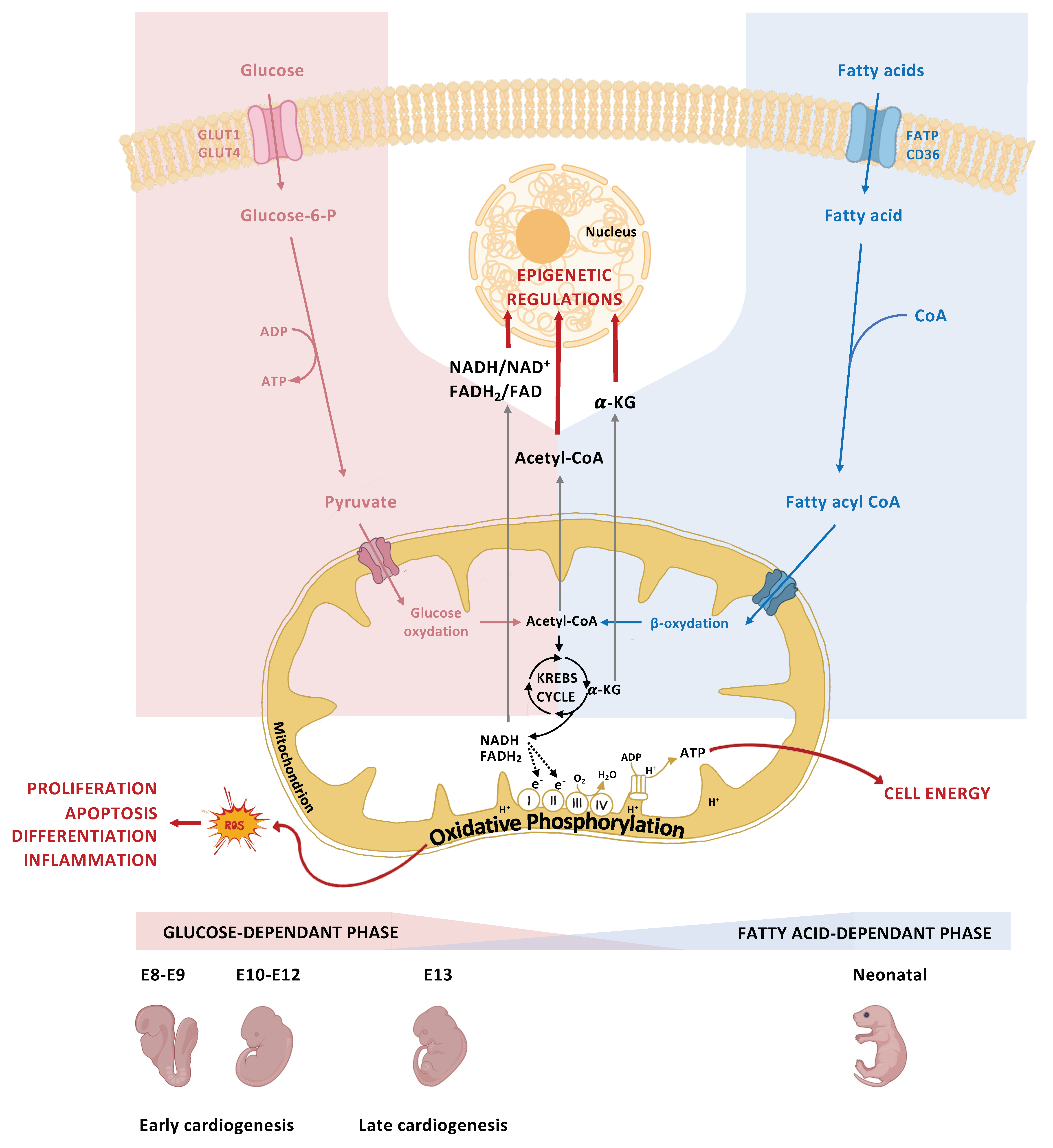 Ijms 24 16258 g003 Ijms 24 16258 g003
