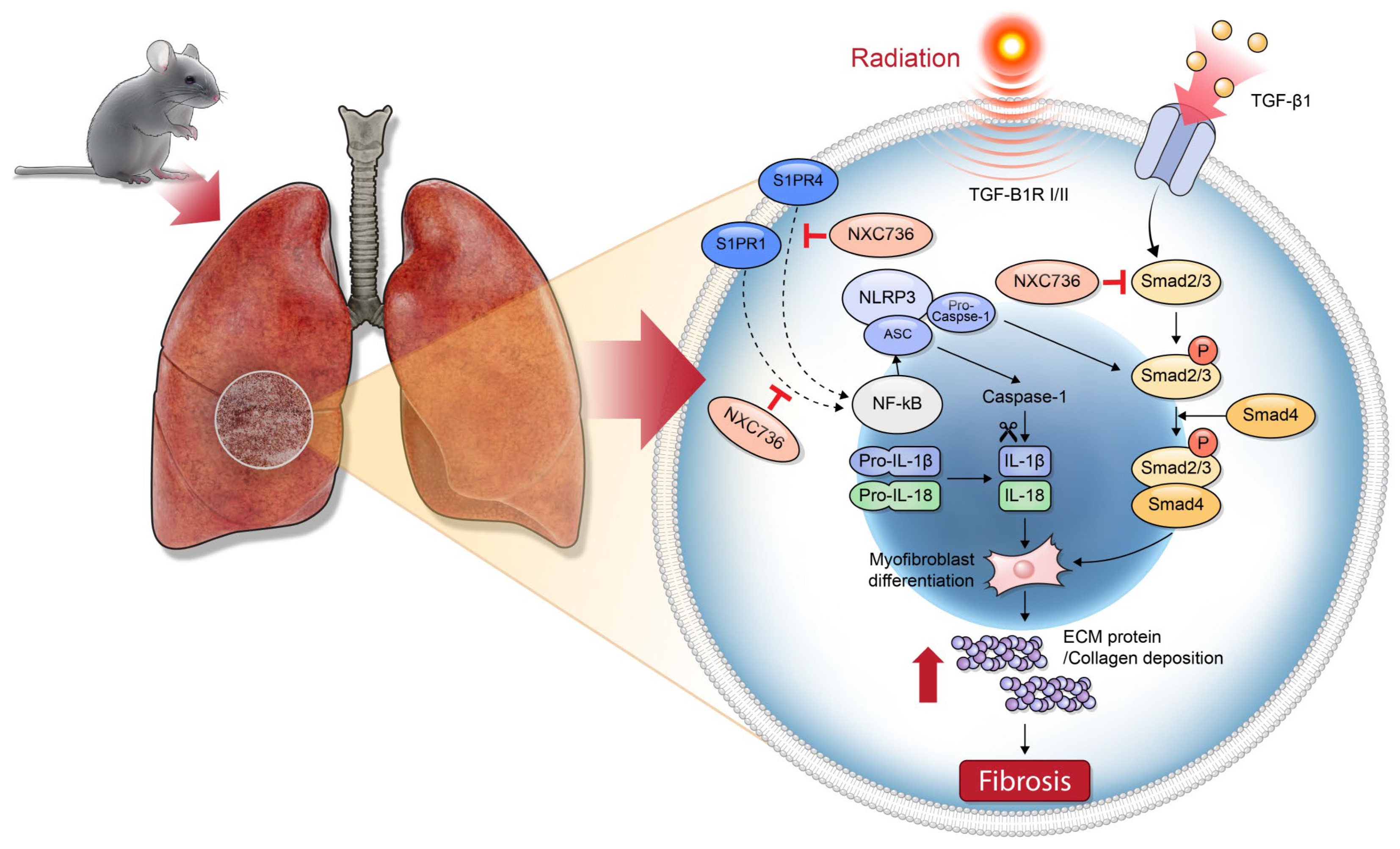 Ijms 24 16265 g007 Ijms 24 16265 g007