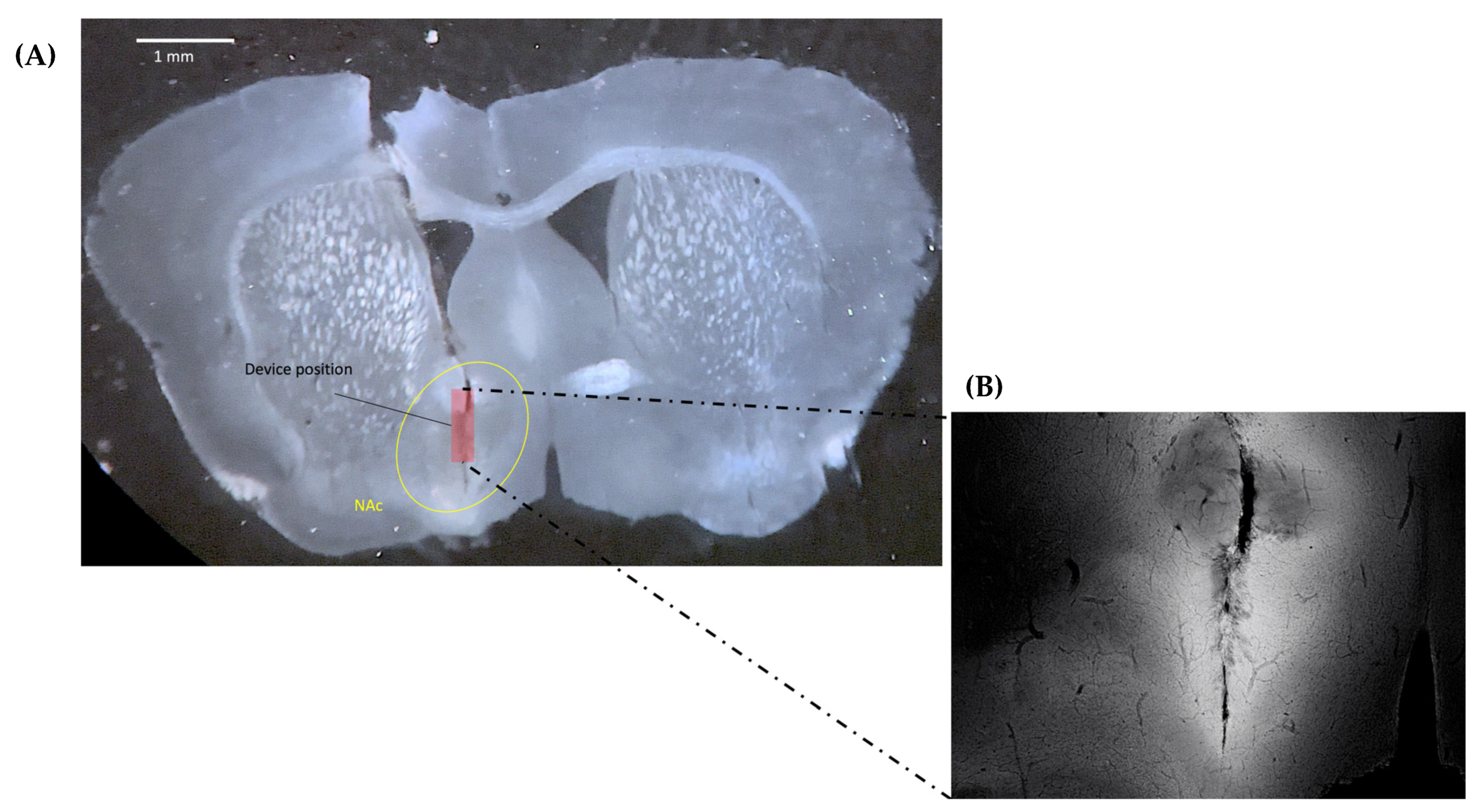 Ijms 24 16303 g007 Ijms 24 16303 g007