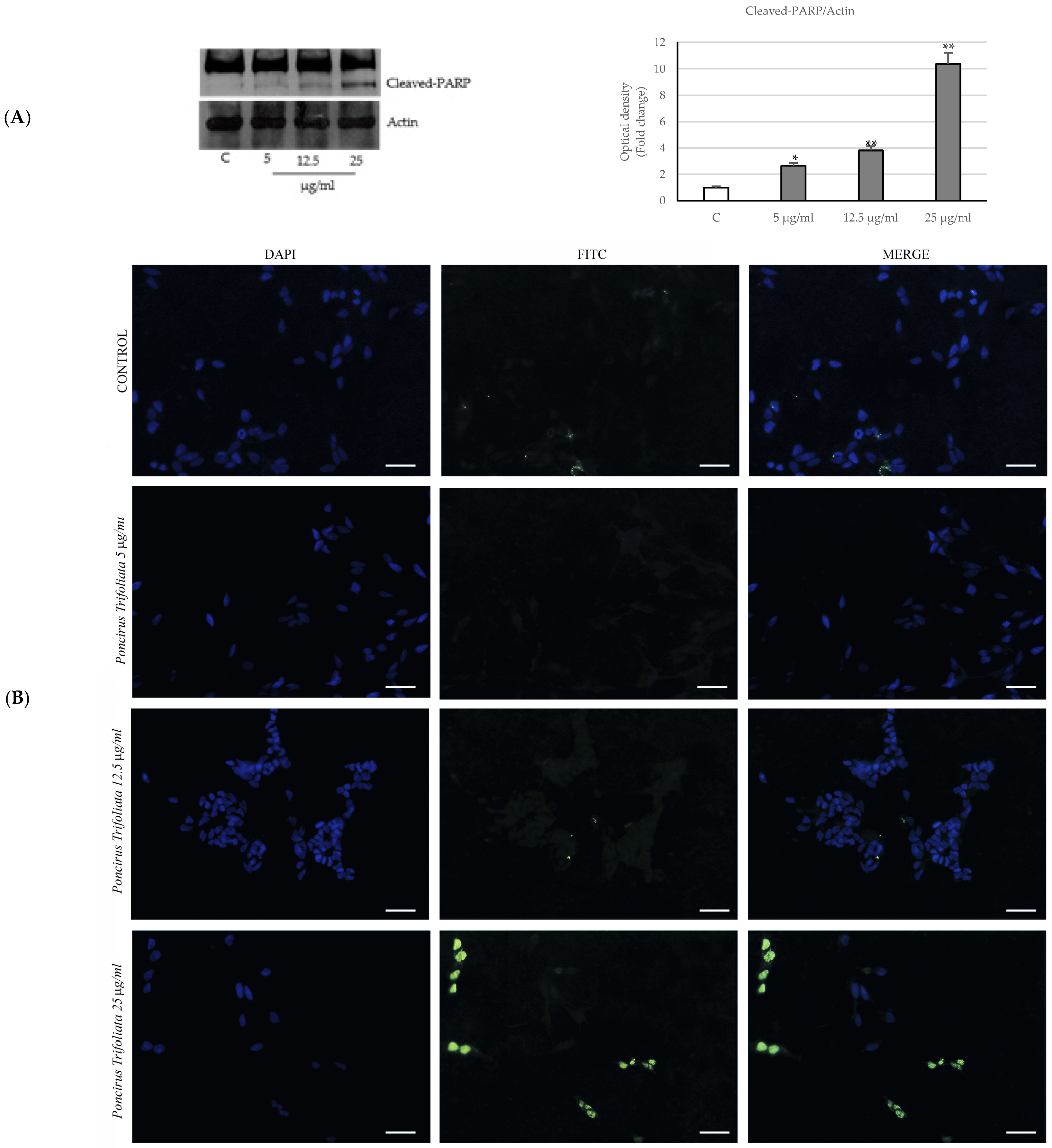 Ijms 24 16351 g005 Ijms 24 16351 g005