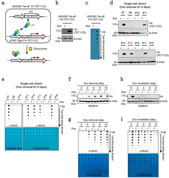 Development of Novel Epigenetic Anti-Cancer Therapy Targeting TET Proteins