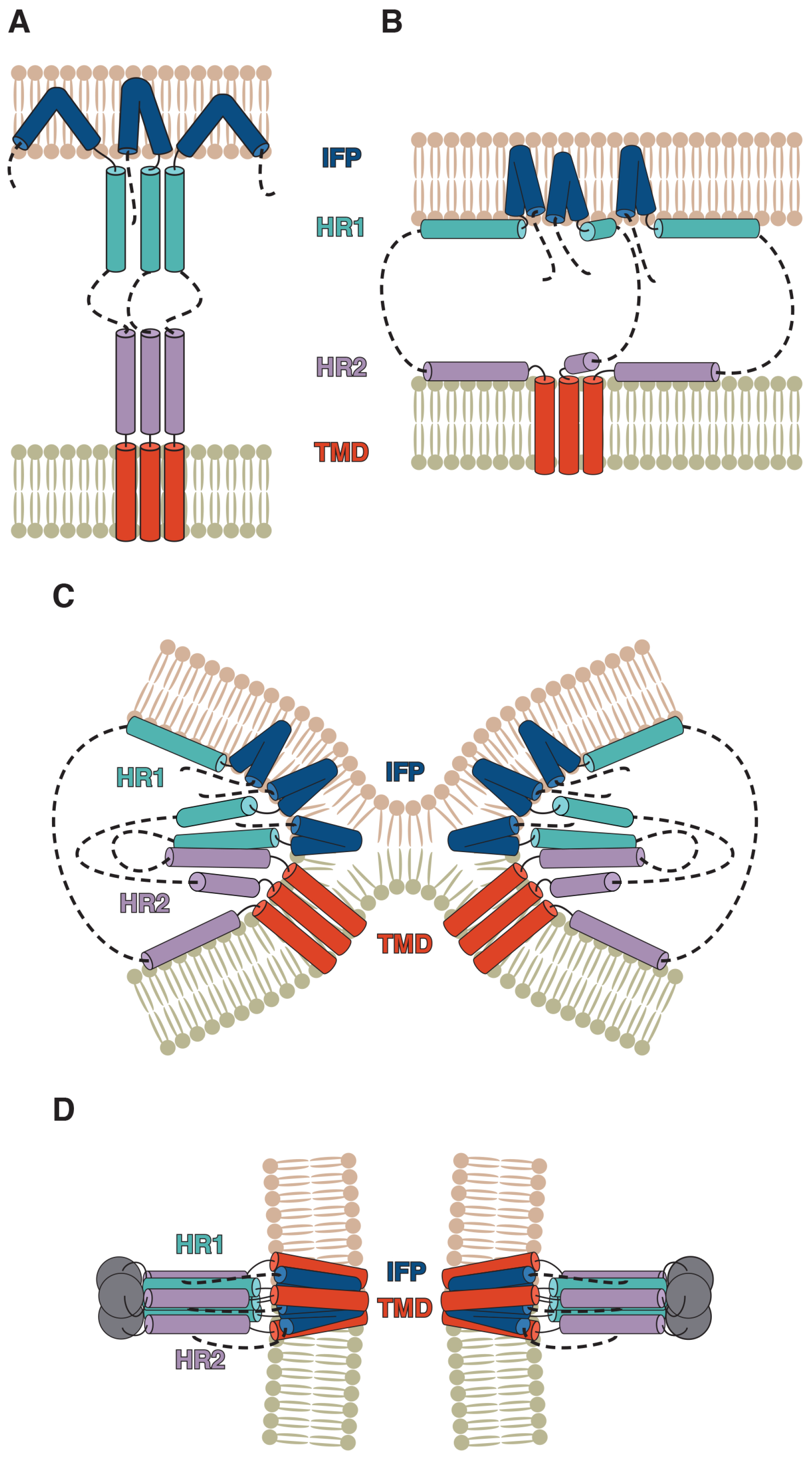 Ijms 24 16421 g001 Ijms 24 16421 g001