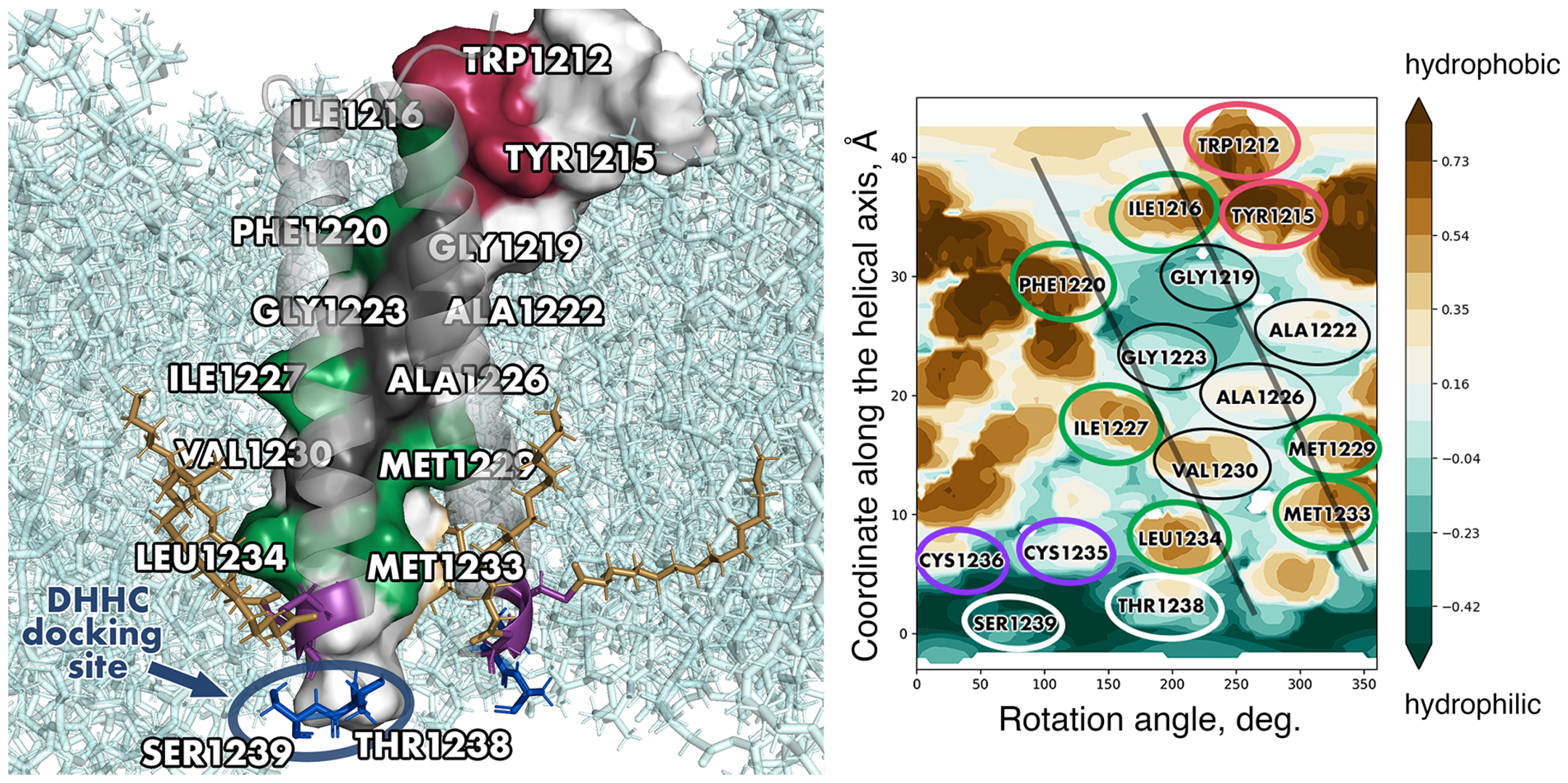 Ijms 24 16421 g004 Ijms 24 16421 g004