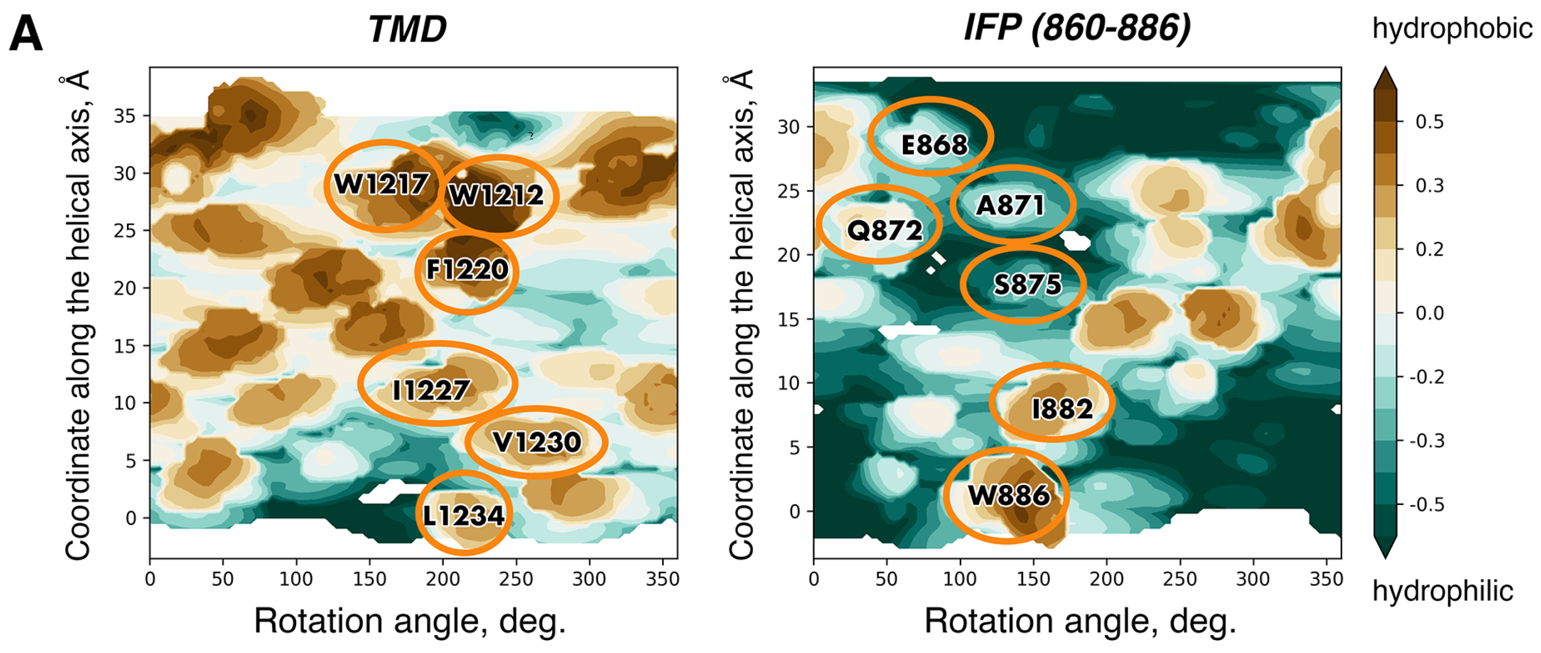 Ijms 24 16421 g005a Ijms 24 16421 g005a