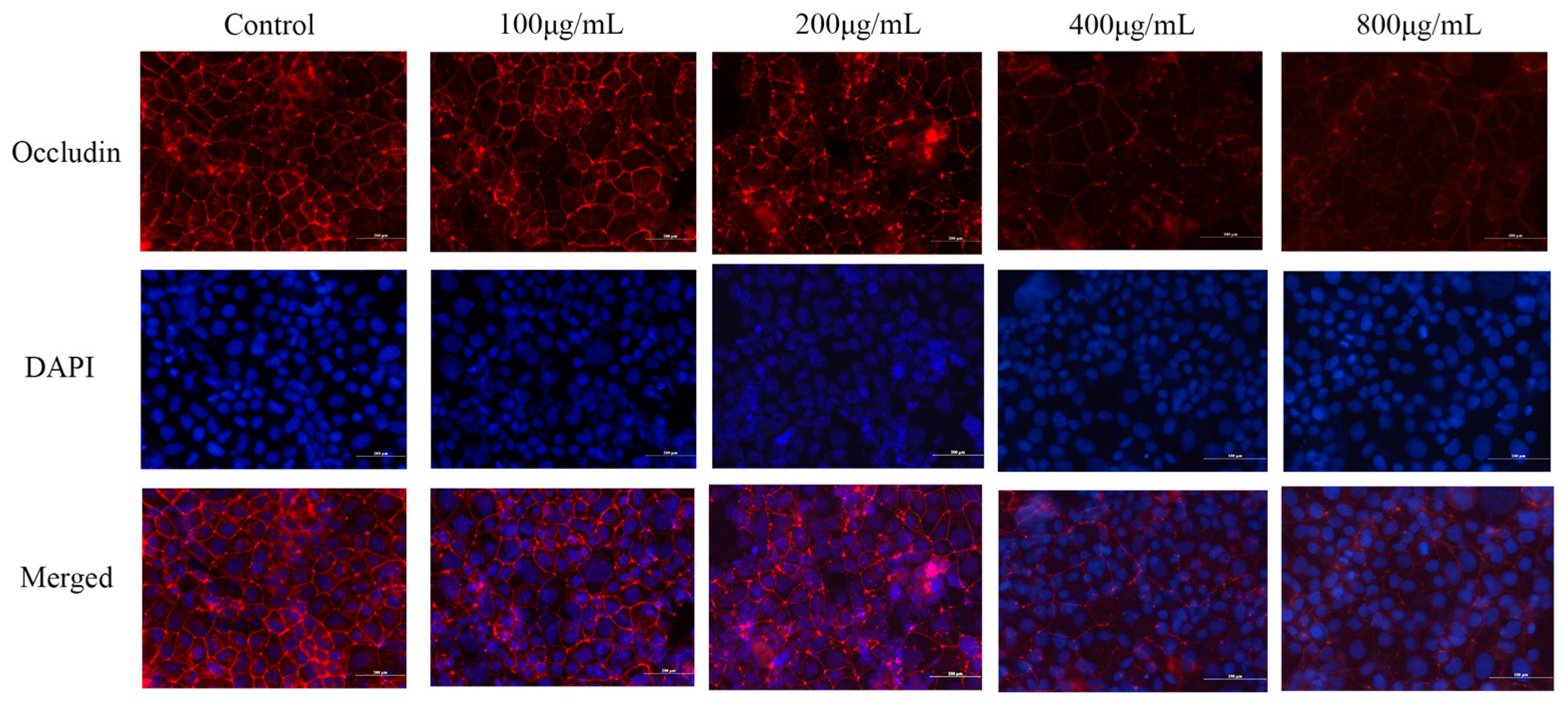 Ijms 24 16425 g004 Ijms 24 16425 g004