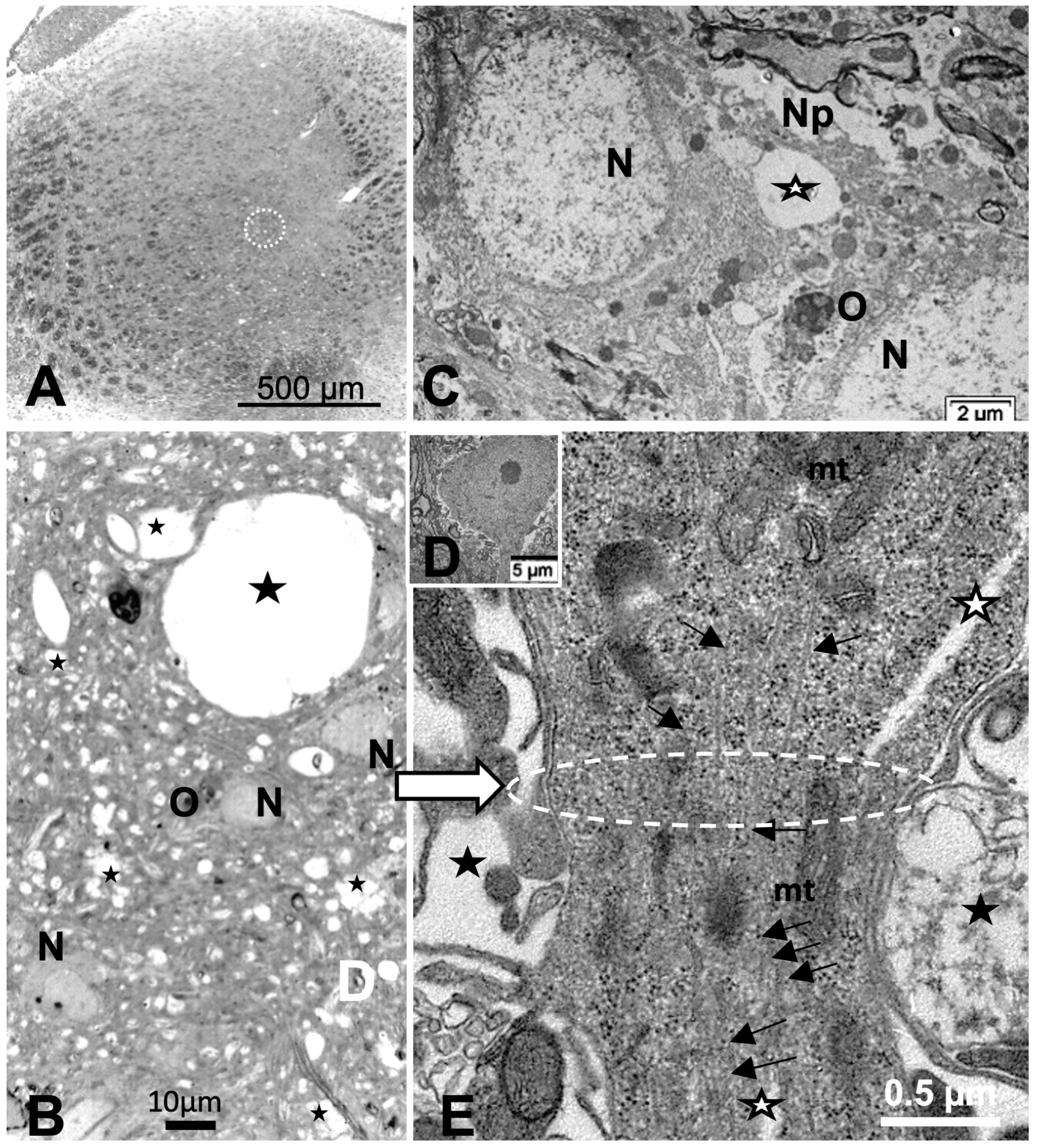 Ijms 24 16448 g008 Ijms 24 16448 g008