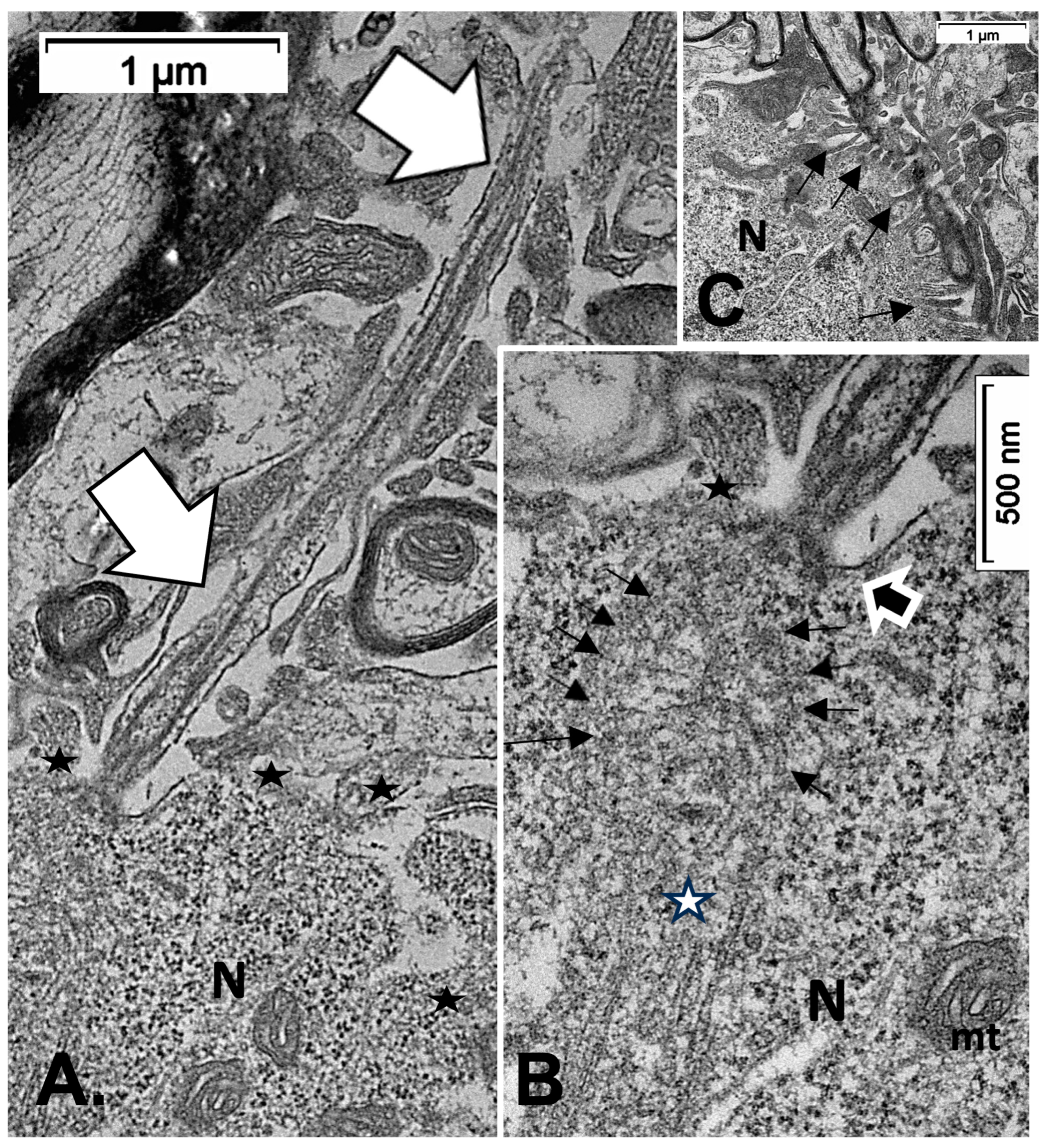 Ijms 24 16448 g010 Ijms 24 16448 g010
