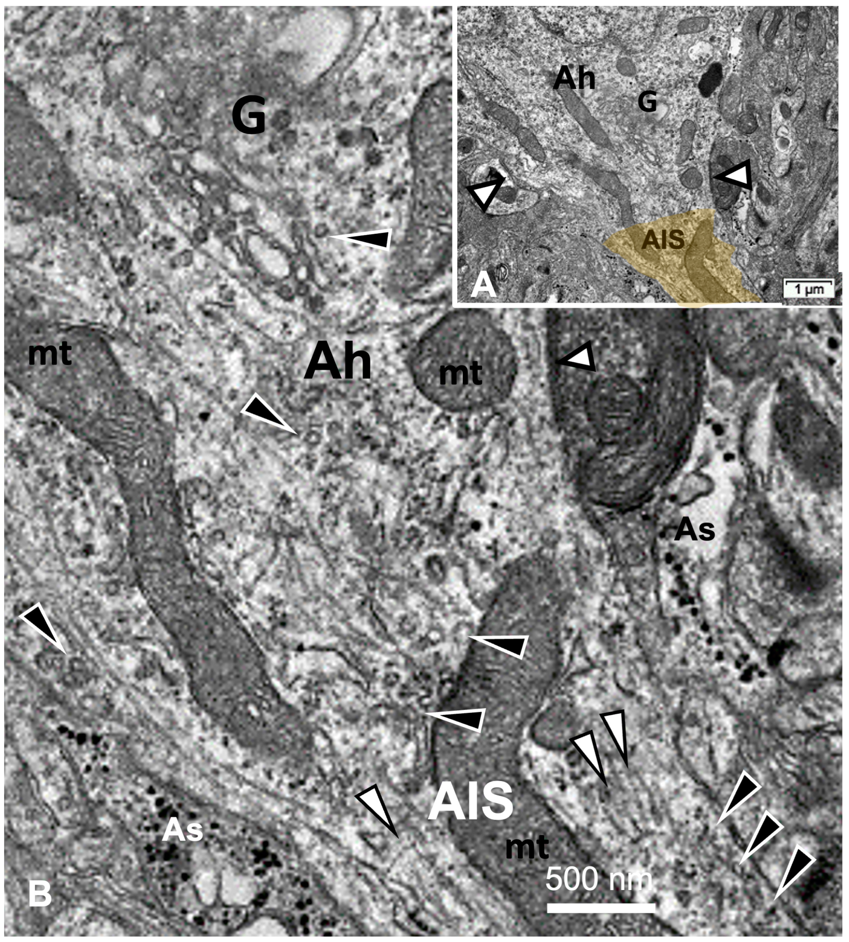 Ijms 24 16448 g012 Ijms 24 16448 g012