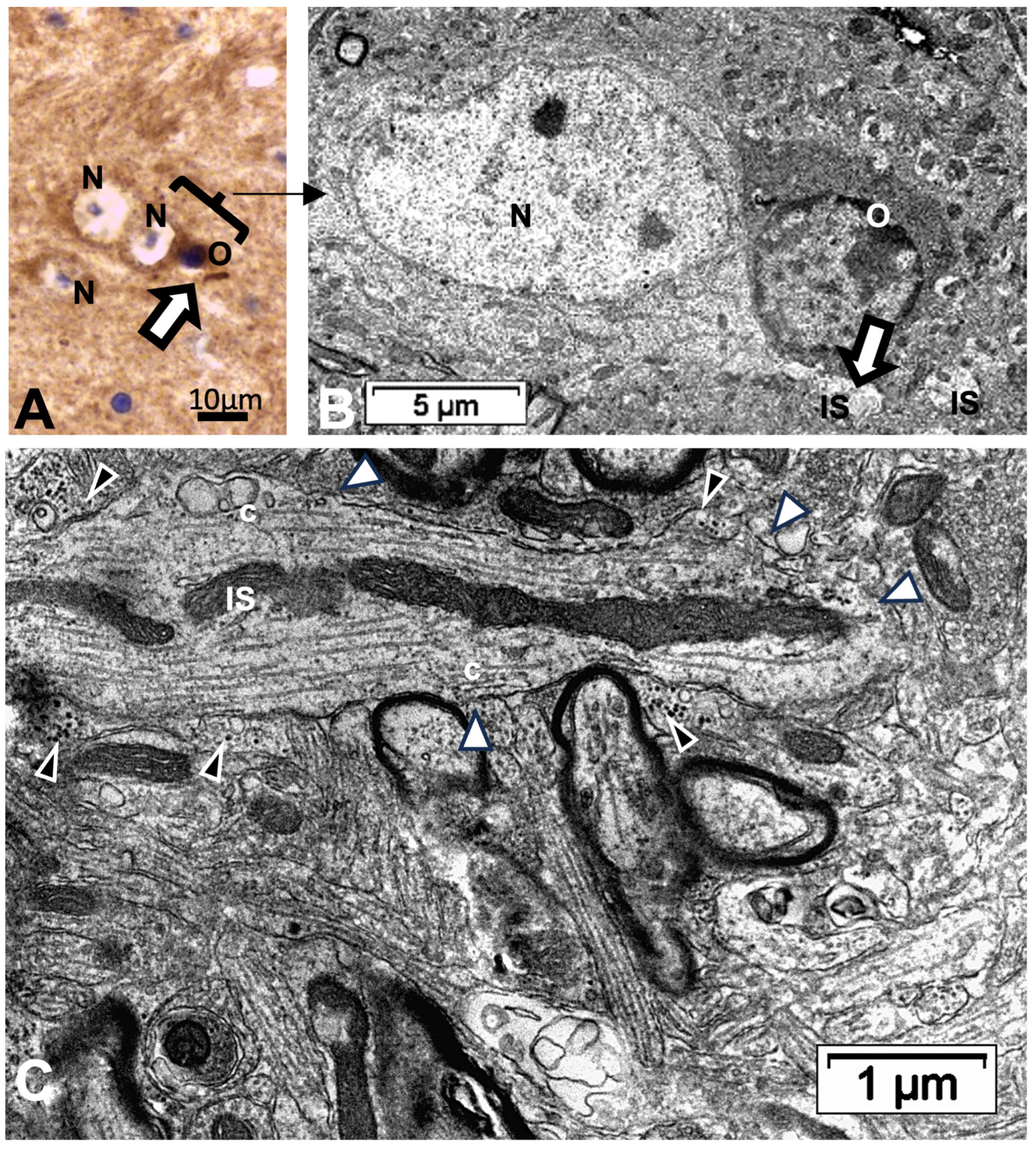 Ijms 24 16448 g013 Ijms 24 16448 g013