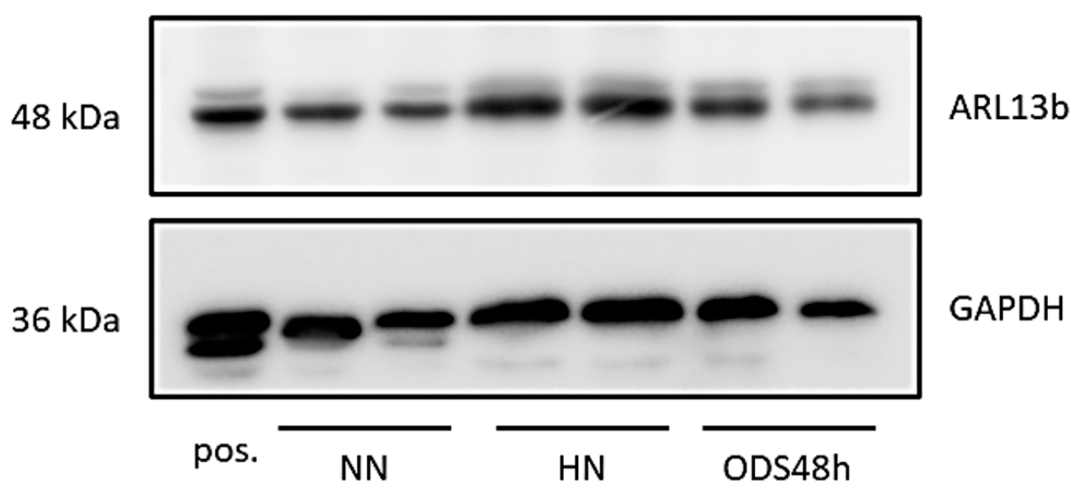 Ijms 24 16448 g015 Ijms 24 16448 g015