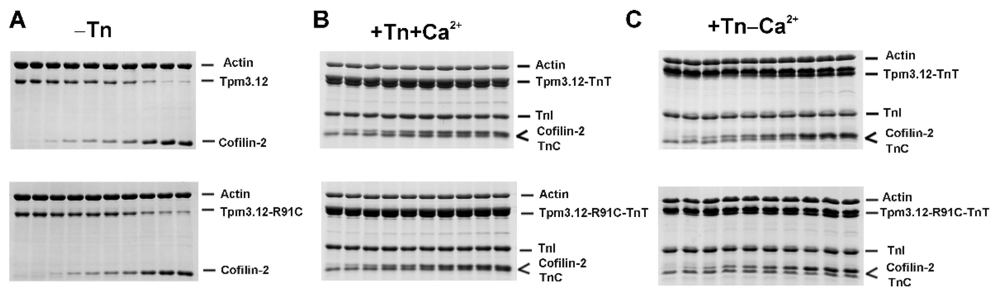 Ijms 24 16457 g002 Ijms 24 16457 g002