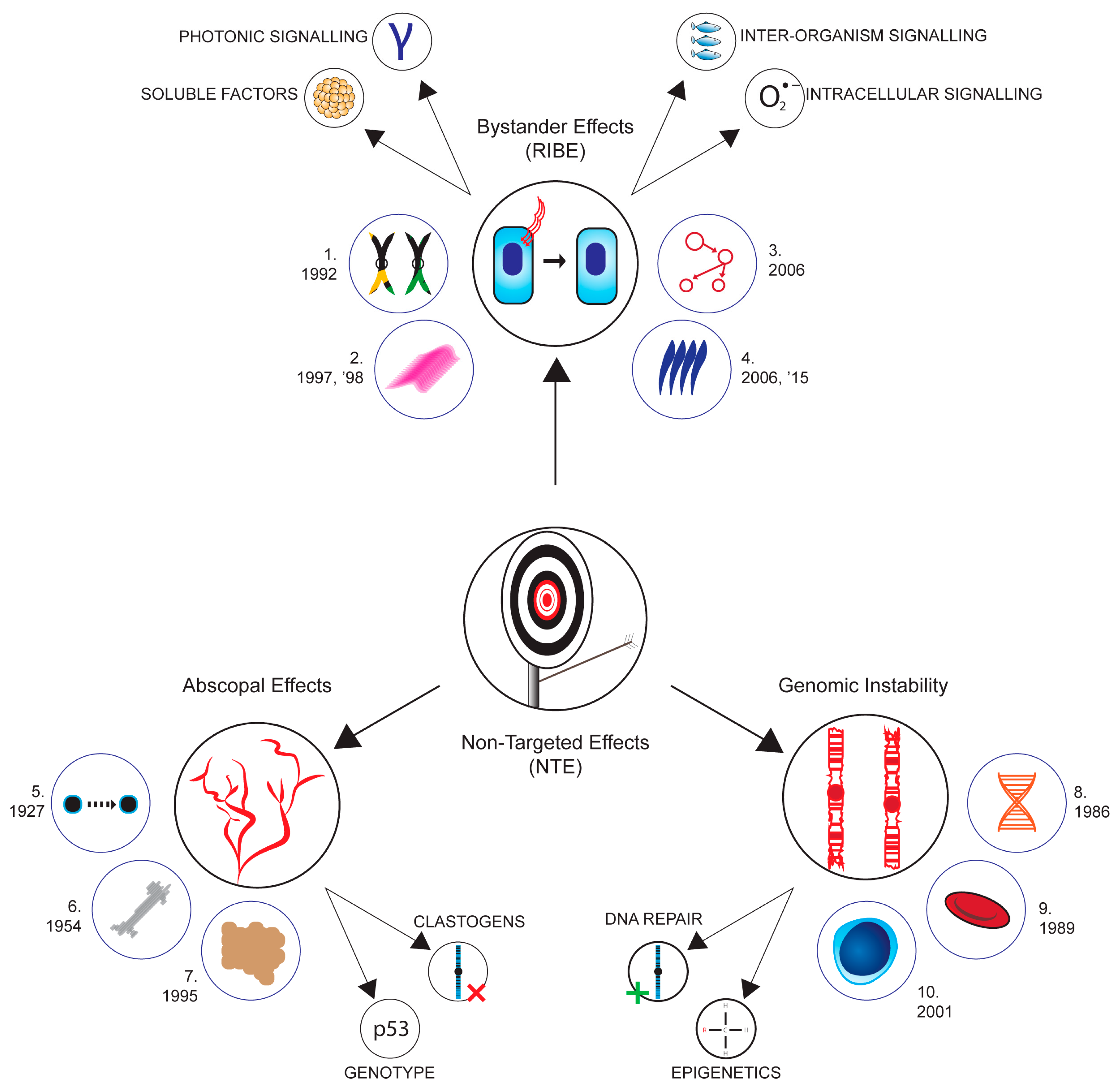 Giant Rodents Provide Insight into Cancer Paradox – Berkeley Scientific  Journal