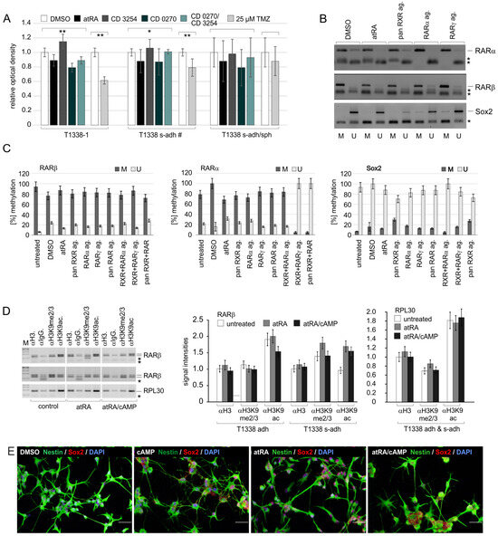 RAR-Dependent and RAR-Independent RXR Signaling in Stem-like