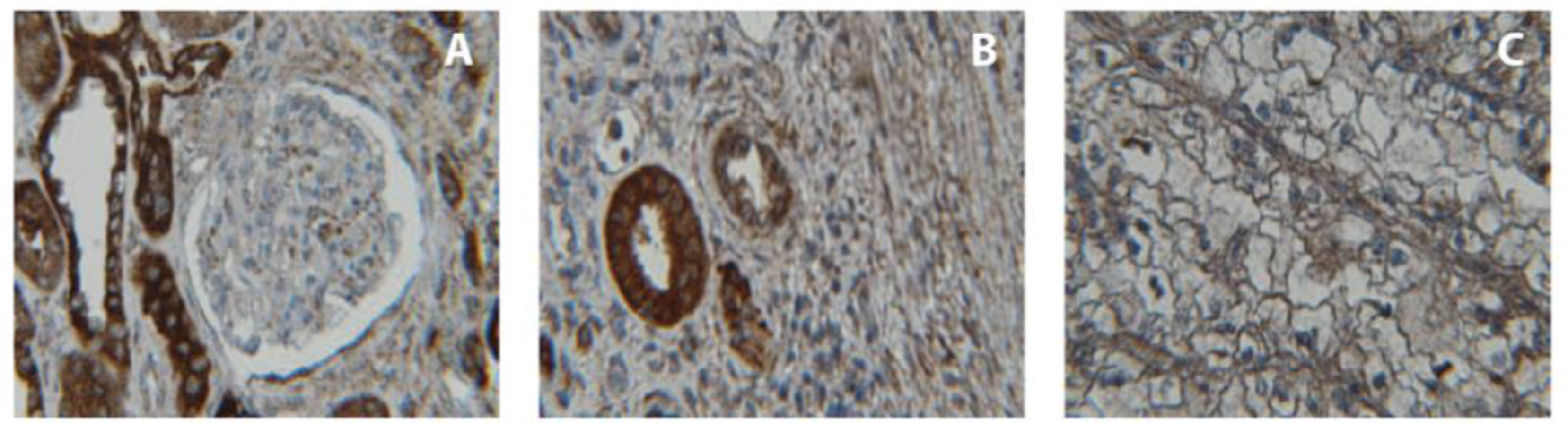 Ijms 24 16476 g004 Ijms 24 16476 g004