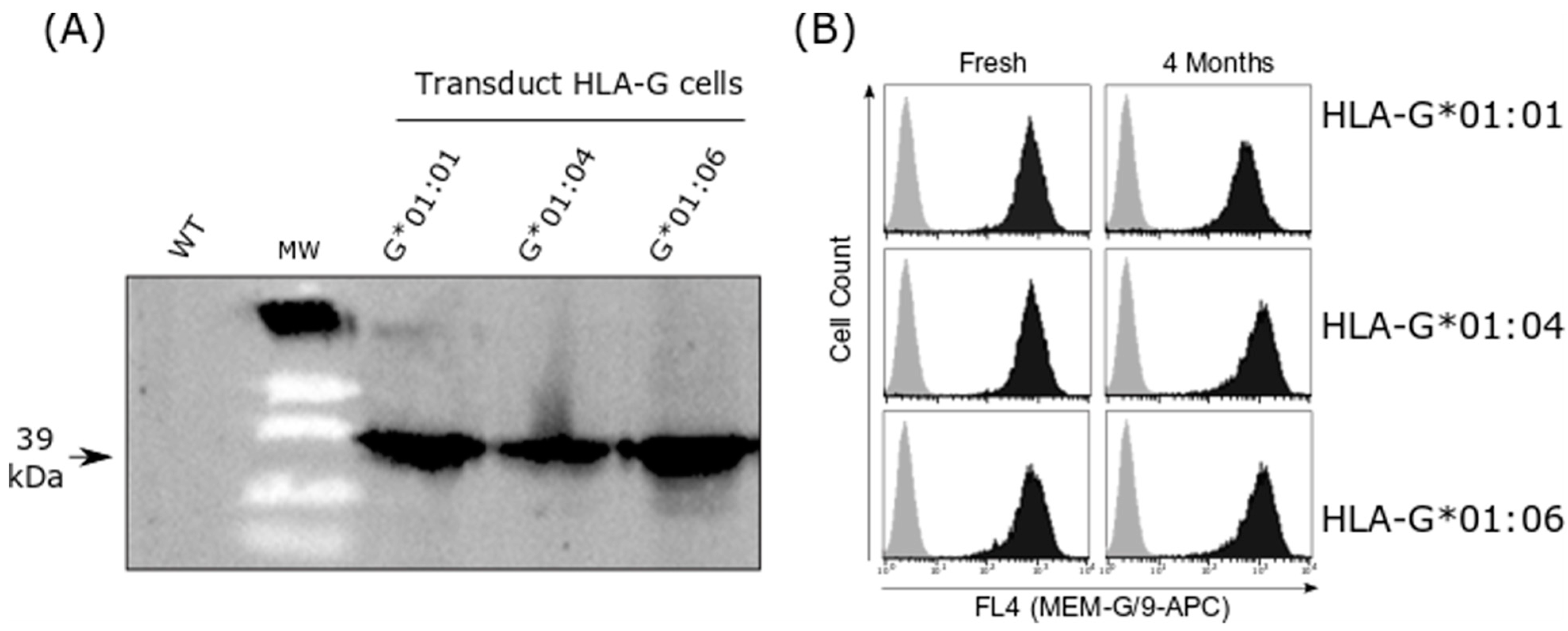Ijms 24 16479 g001 Ijms 24 16479 g001